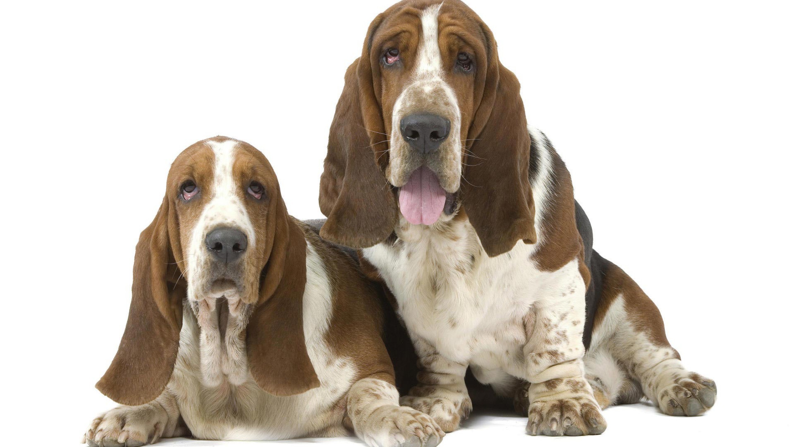 Dwa, Pieski, Basset Hound, Długie, Uszy