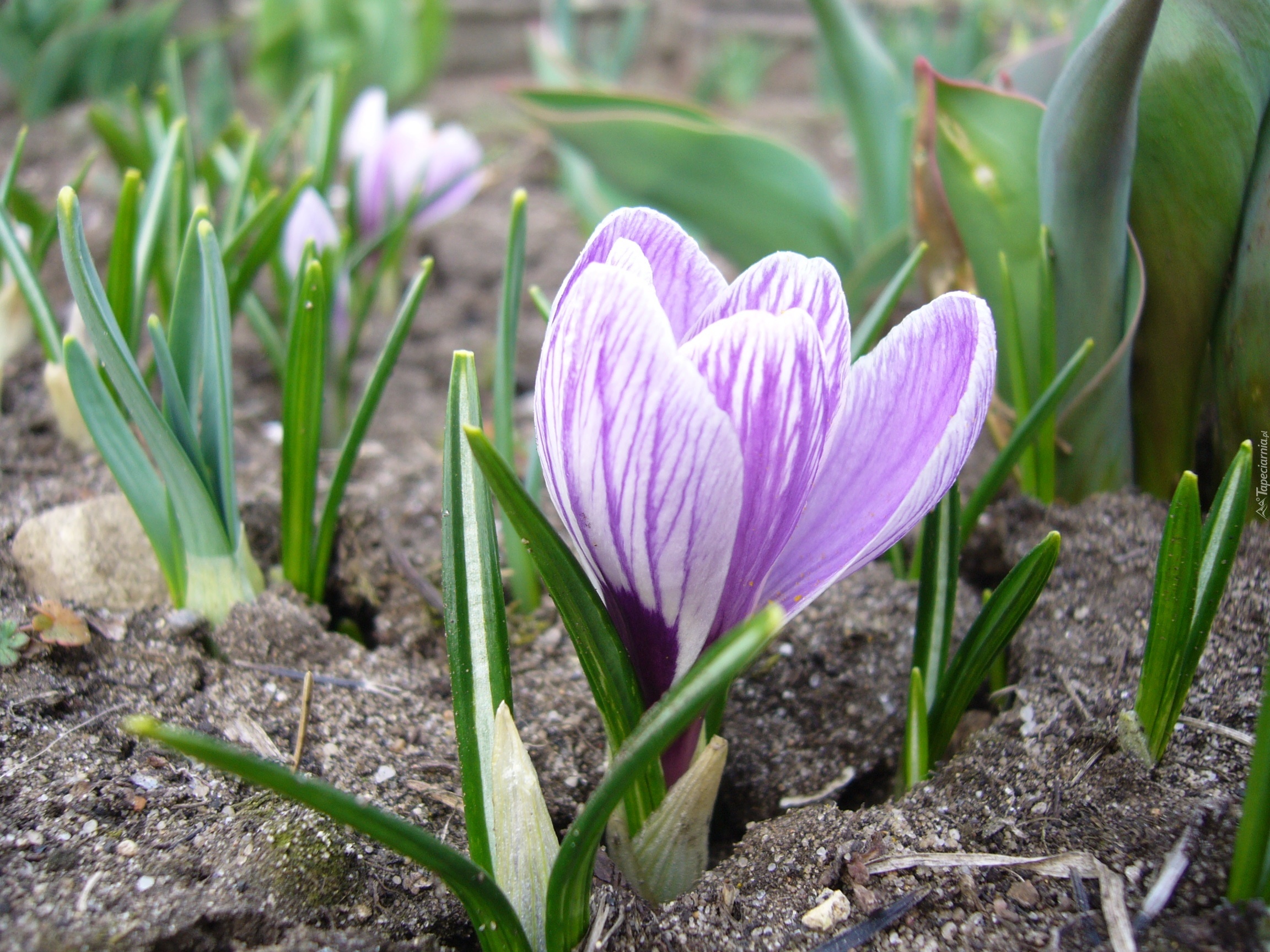 Fioletowy, Krokus, Ziemia