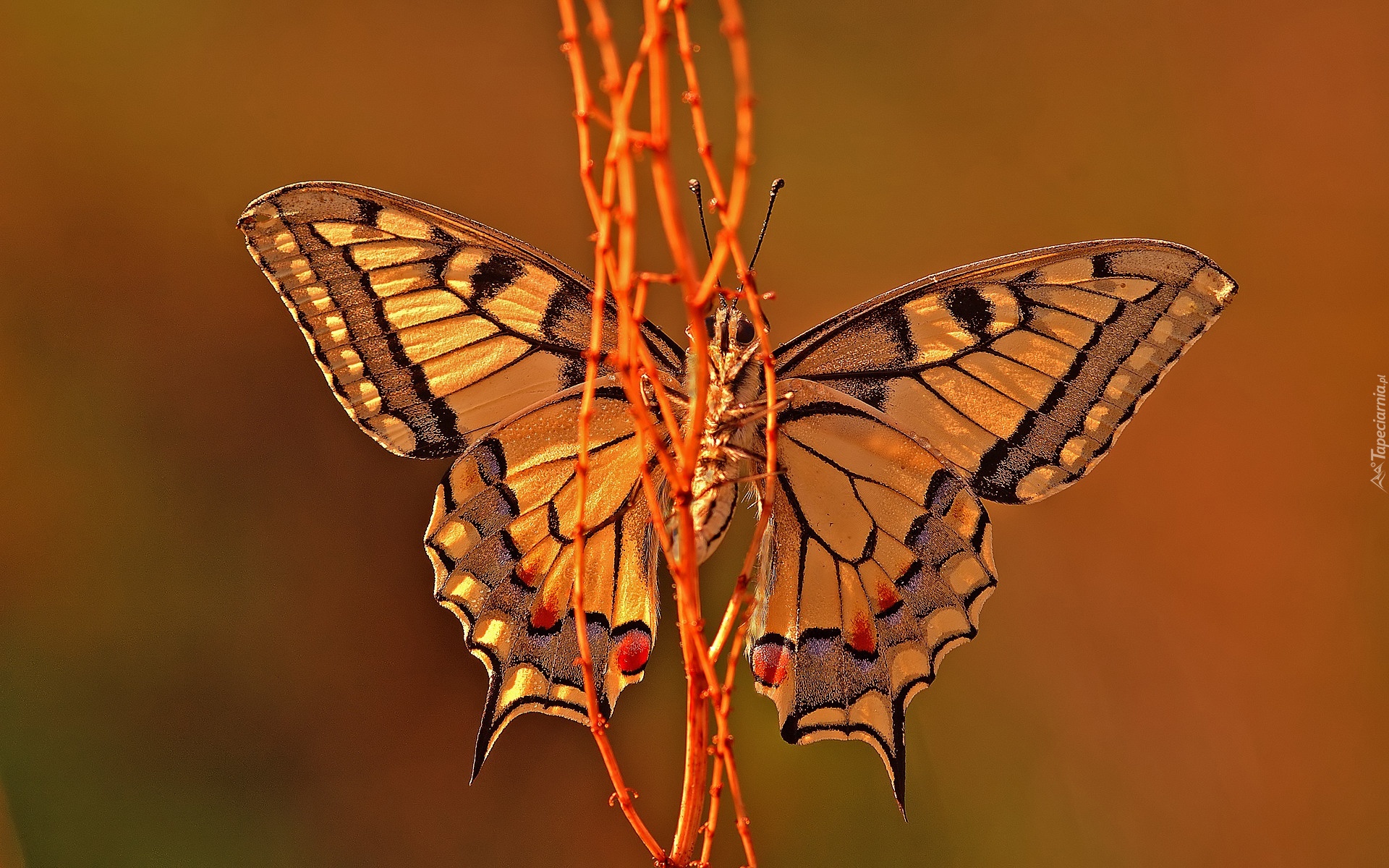 Motyl, Gałązki