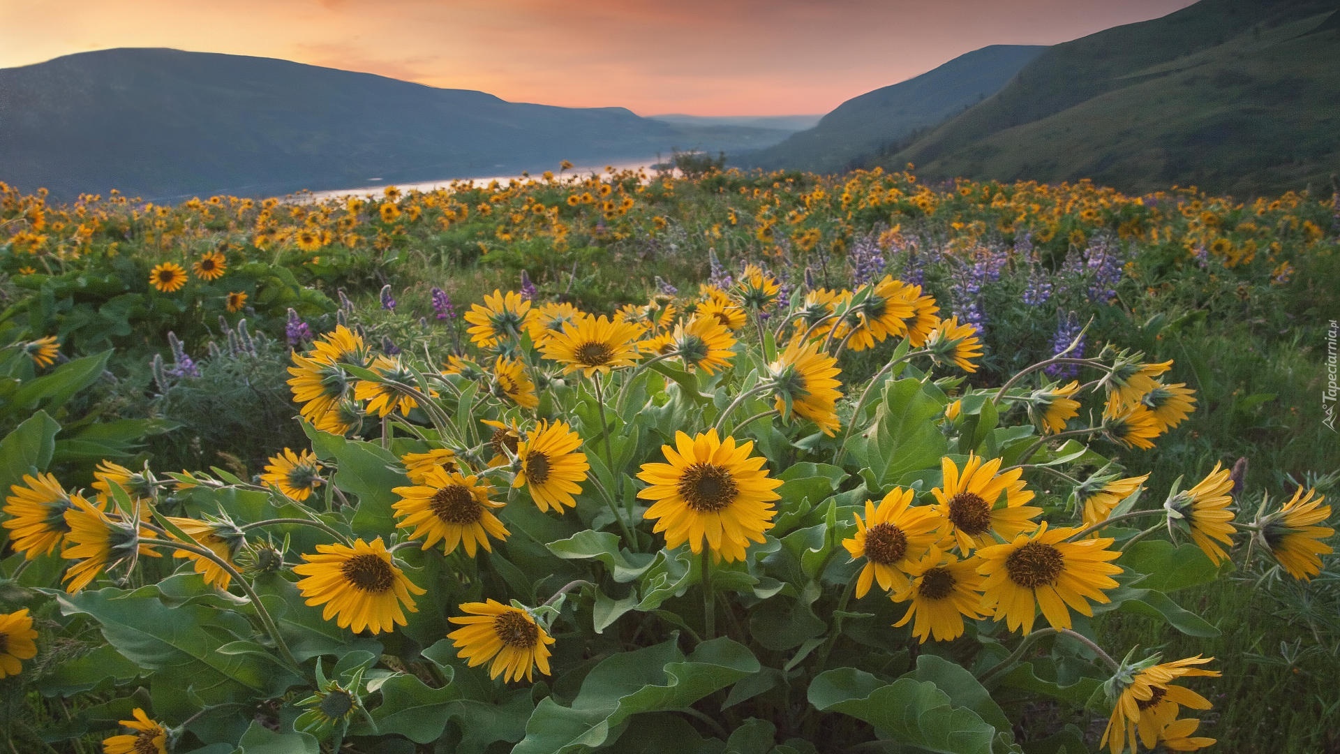 Rezerwat przyrody, Columbia River Gorge, Góry Kaskadowe, Rzeka, Columbia River, Żółte, Kwiaty, Balsamorhiza, Łubin, Zachód słońca, Łąka, Stan Waszyngton, Stany Zjednoczone