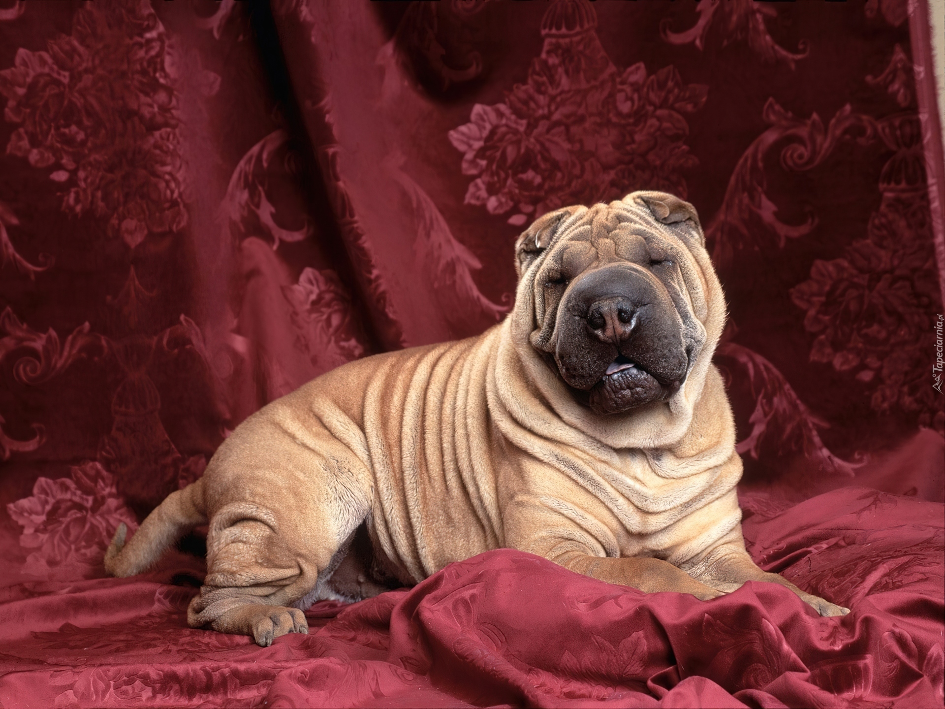 Shar Pei, Purpurowe, Kotary