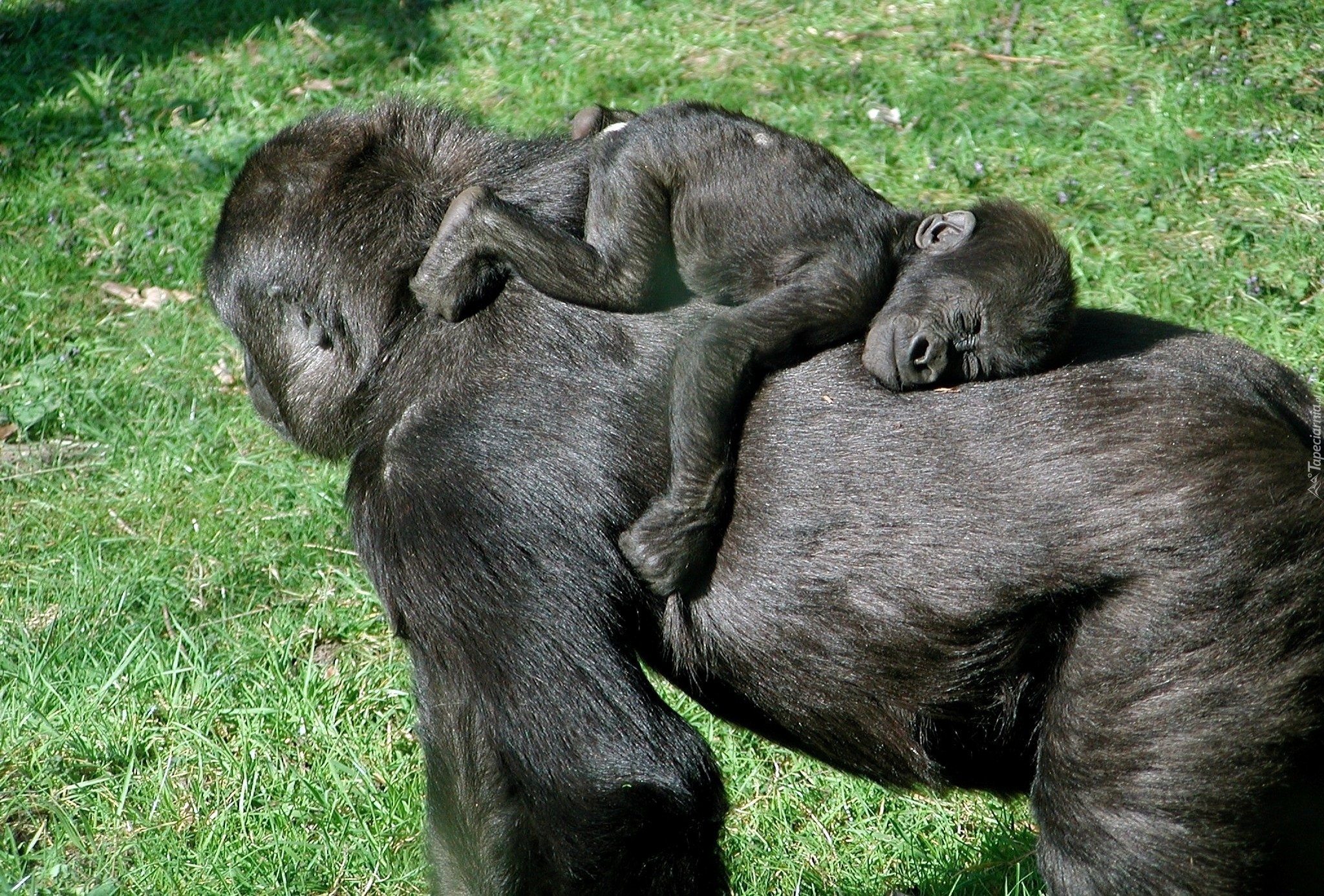 Mama, Gorylica, Młode