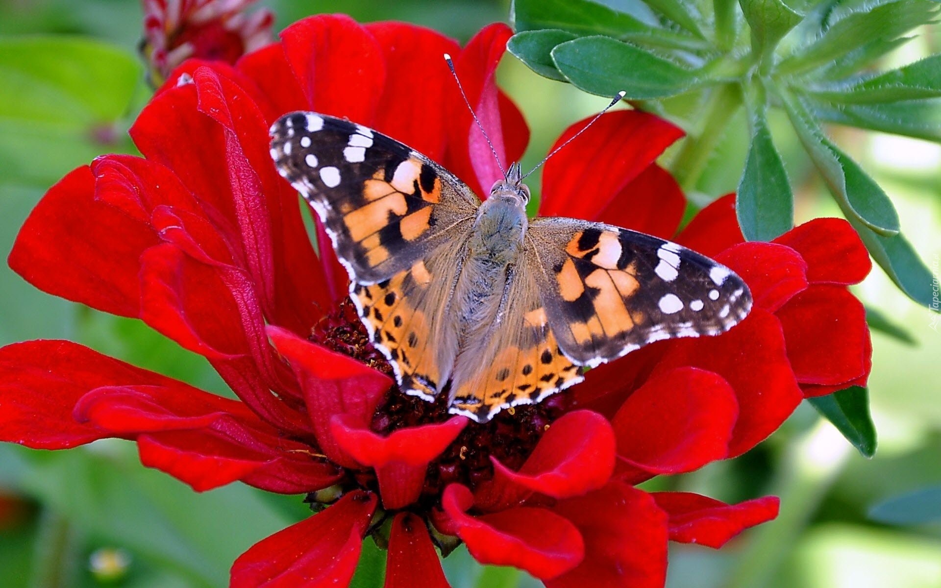 Kolorowy, Motyl, Rusałka, Osetnik, Czerwony, Kwiat, Cynia