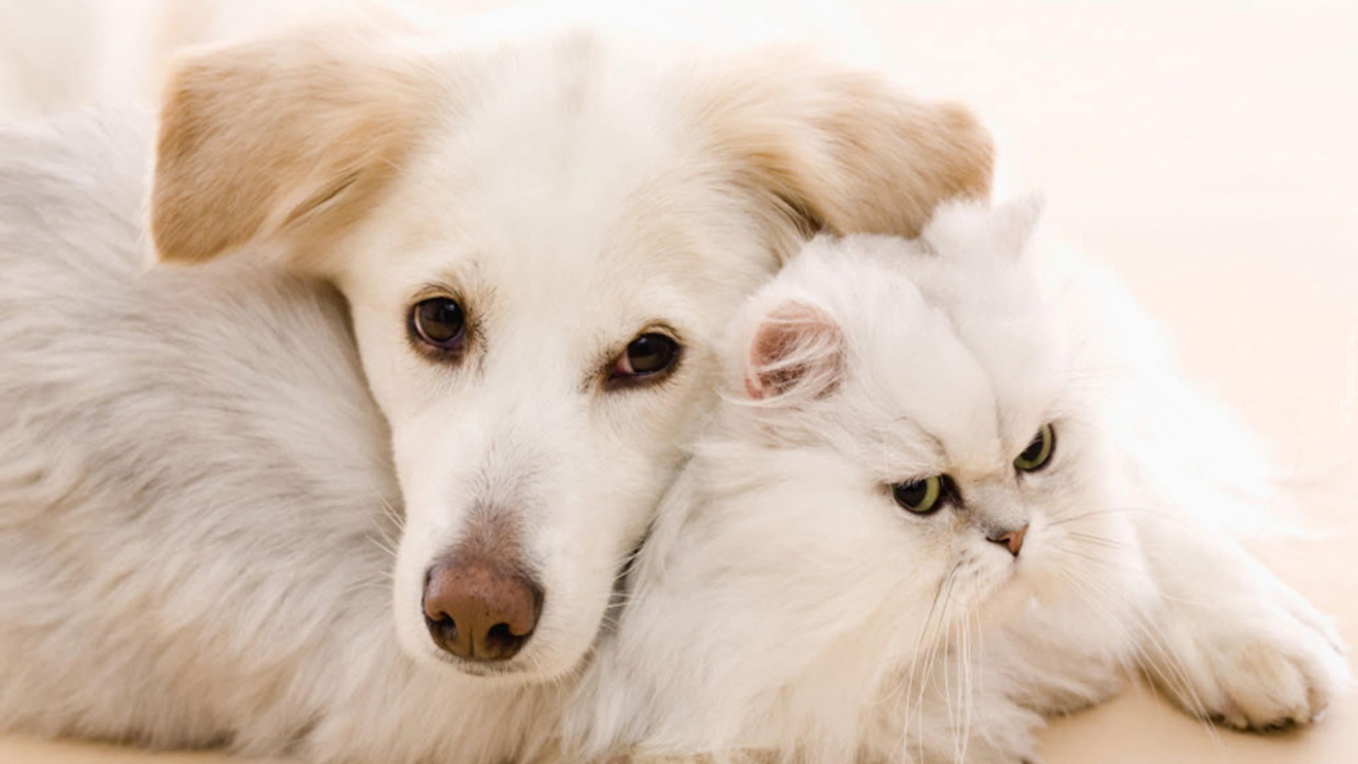 Biały, Pies, Kot