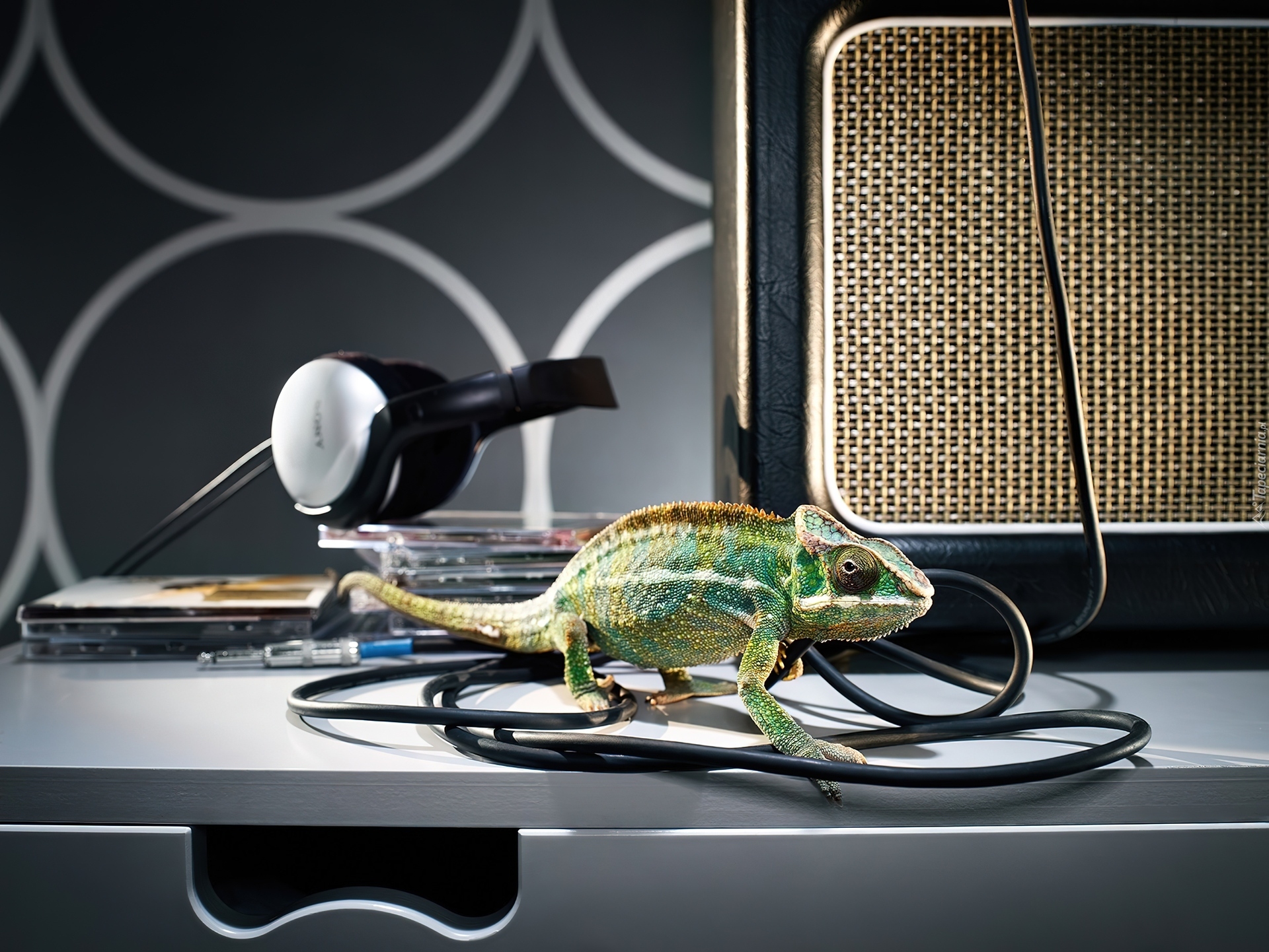 Kameleon, Słuchawki, Płyty, Kabel