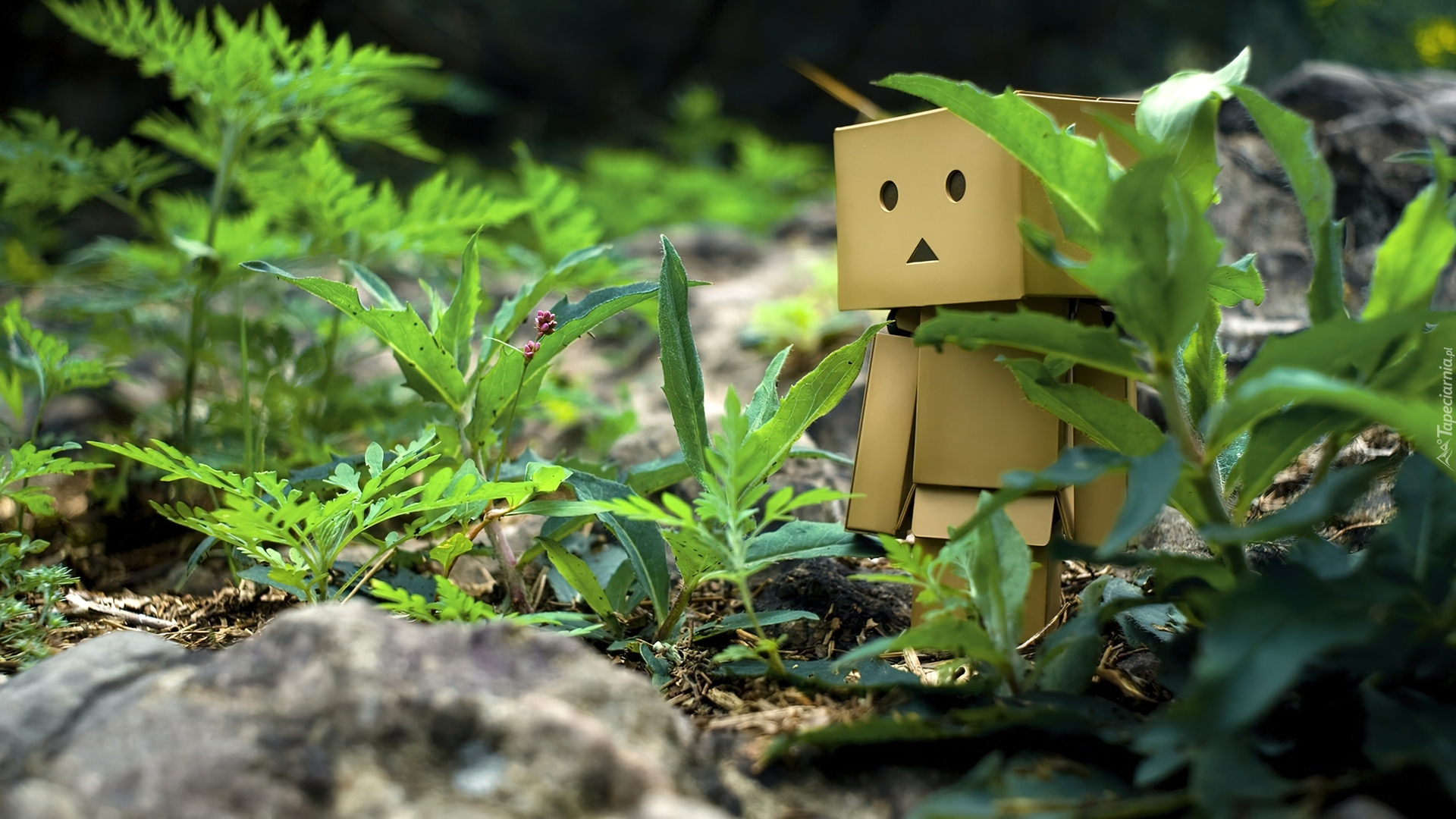 Danbo, Trawa, Kamienie