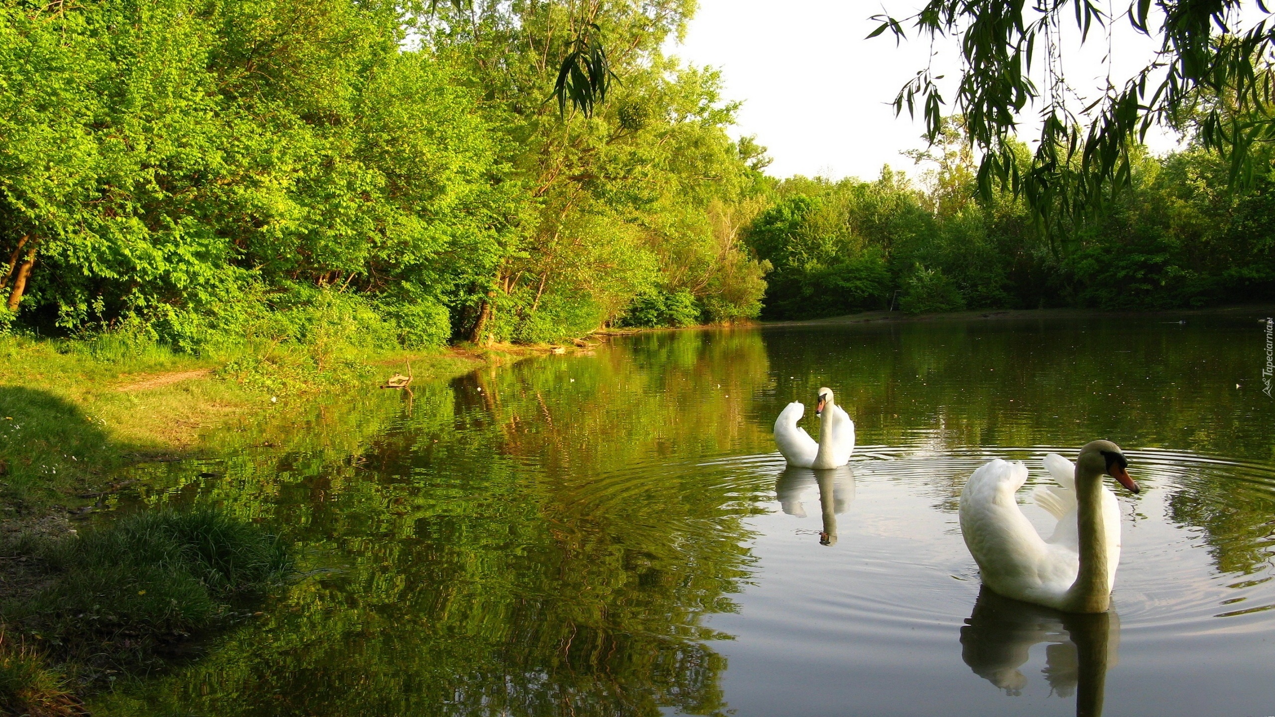 Jezioro, Łabędzie, Drzewa