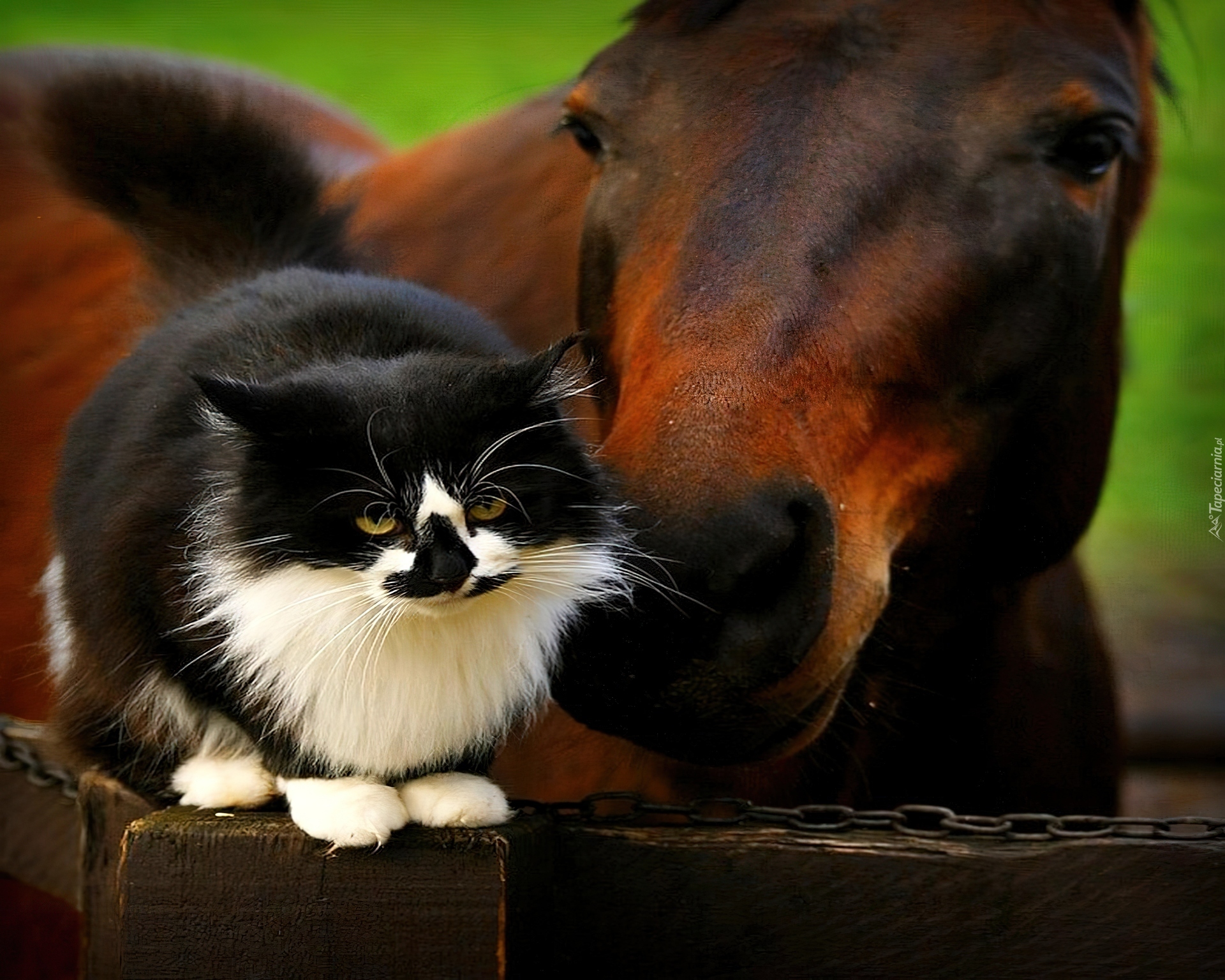 Kot, Przyjaciel, Koń