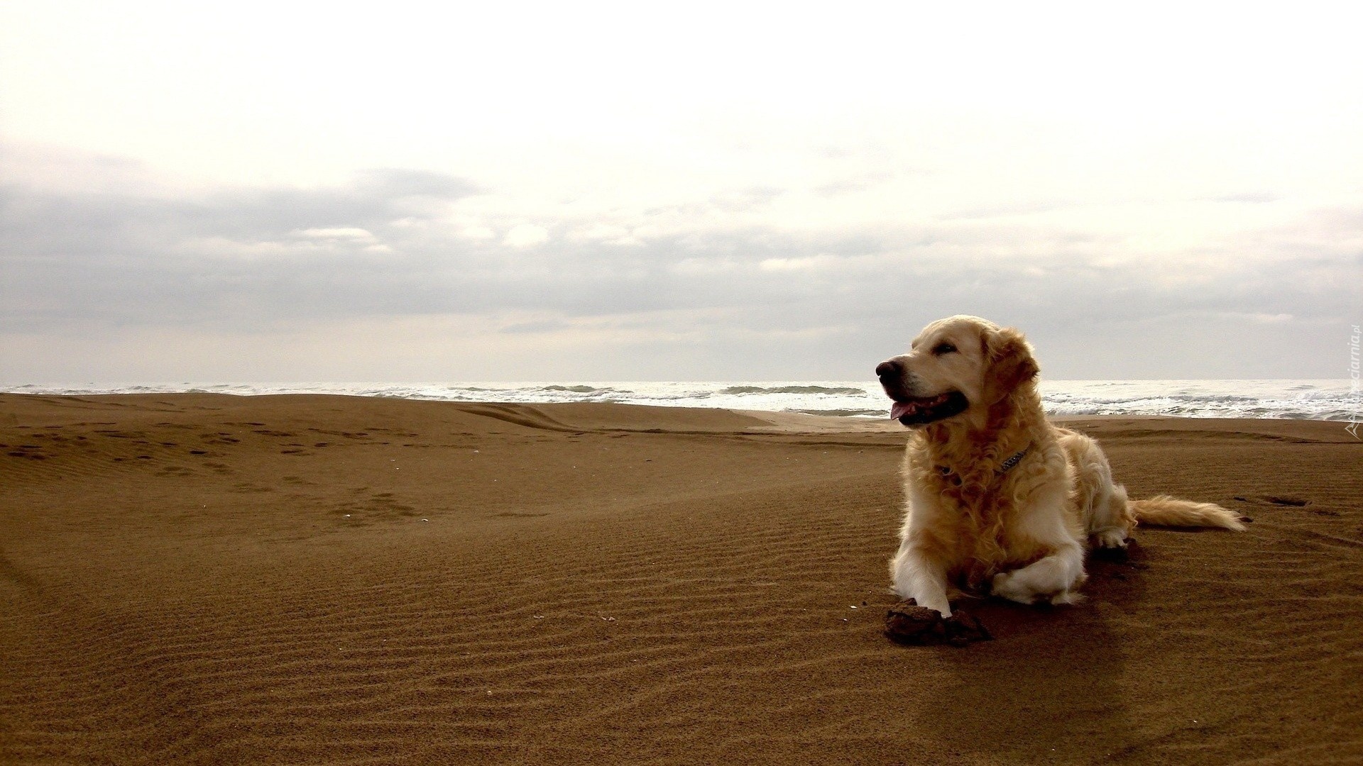 Pies, Golden Retriever, Plaża, Morze