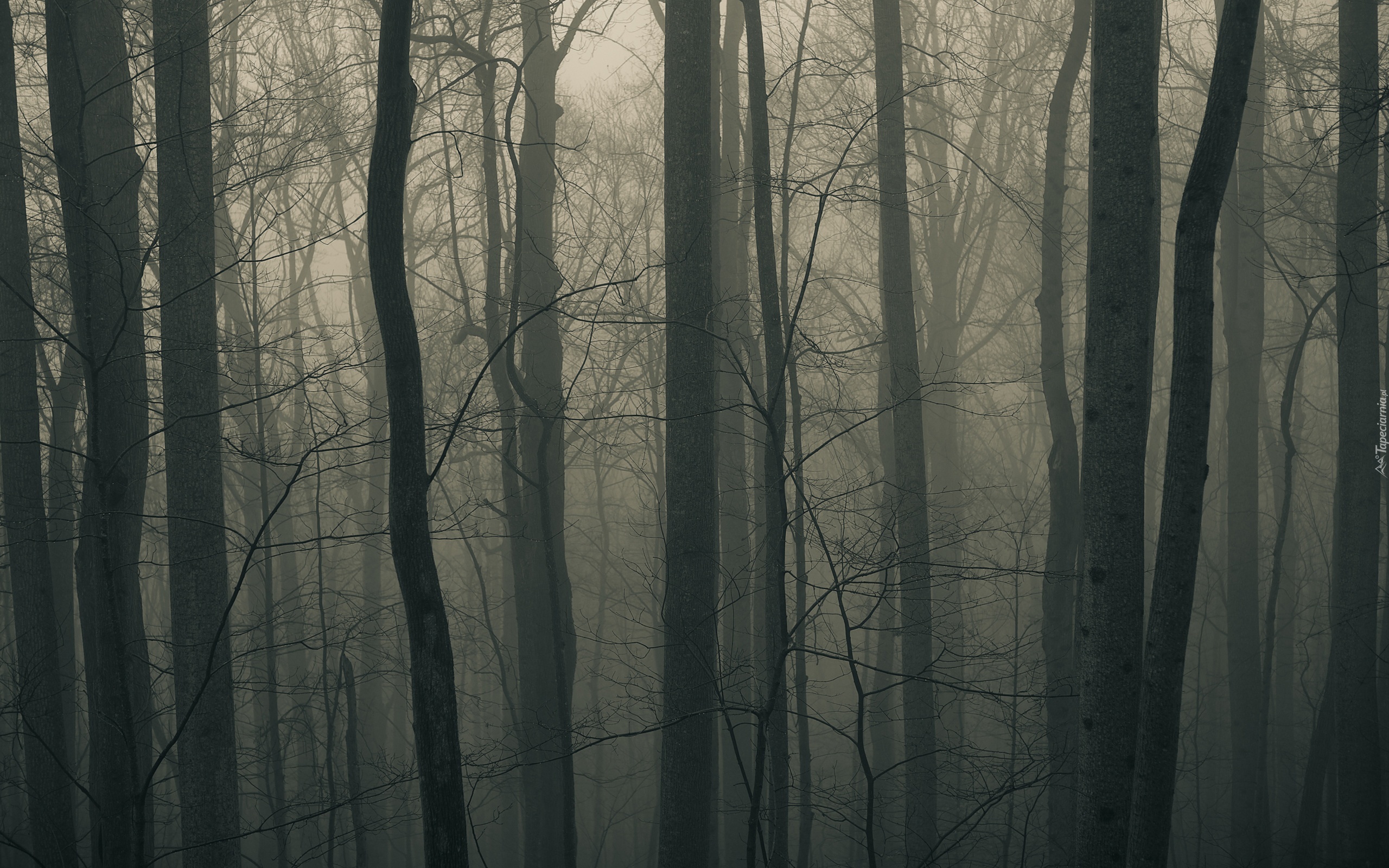 Drzewa, Mrok, Mgła