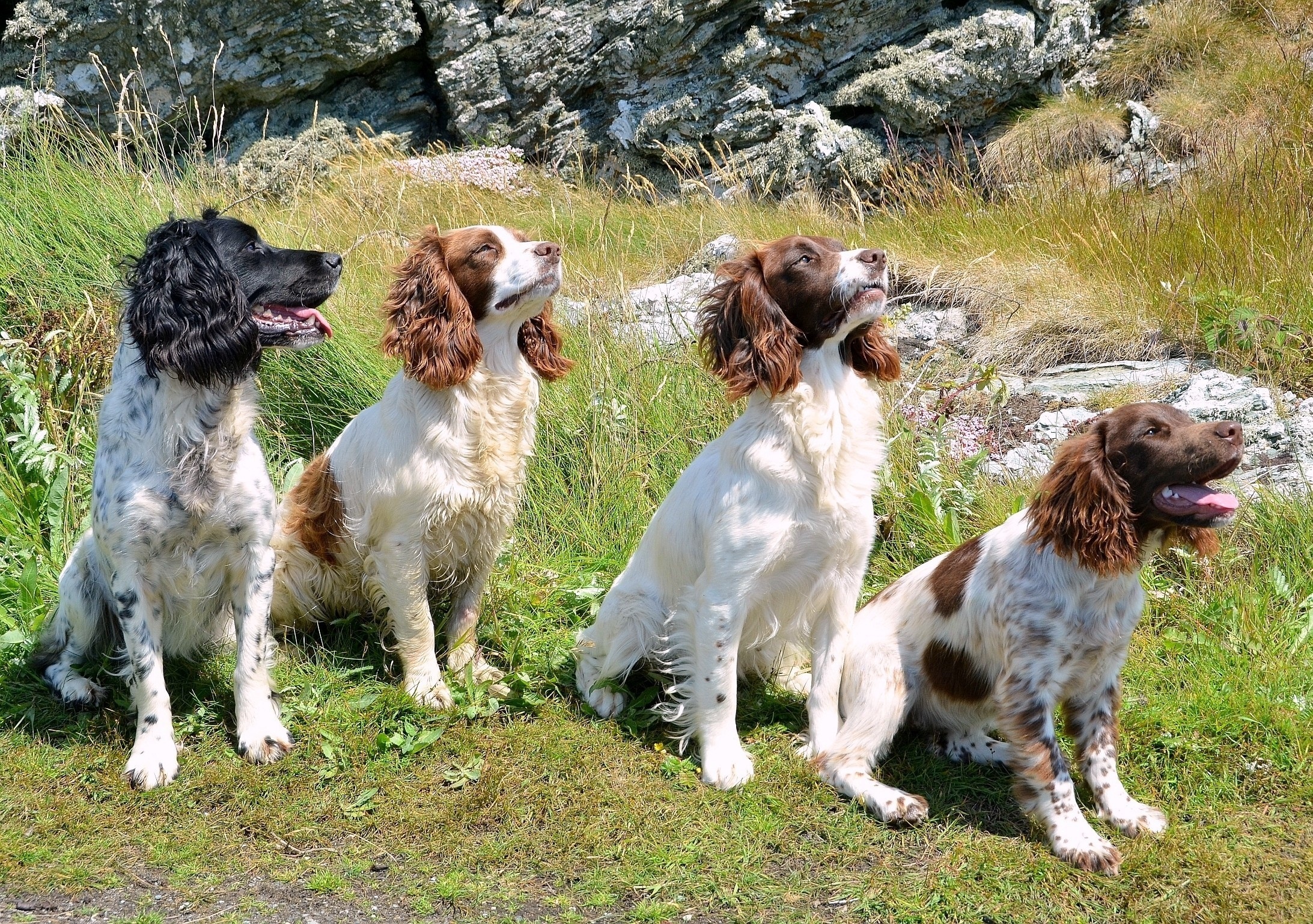 Łąka, Cztery, Spaniele