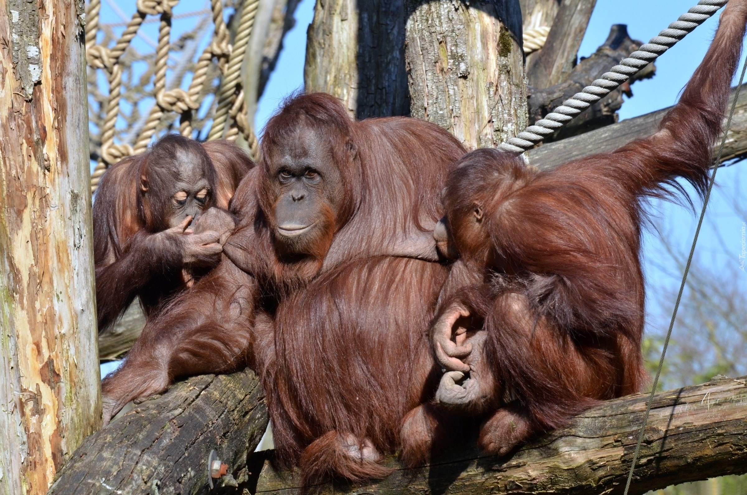 Drzewo, Rodzinka, Orangutanów