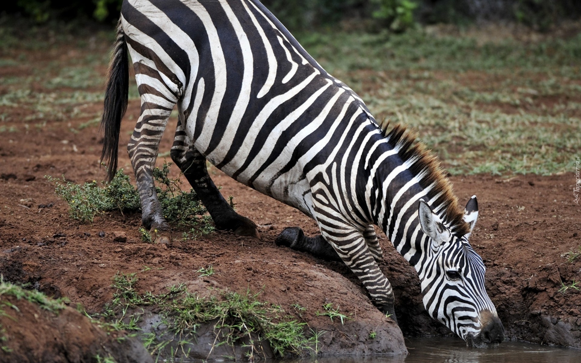 Zebra, Wodopój