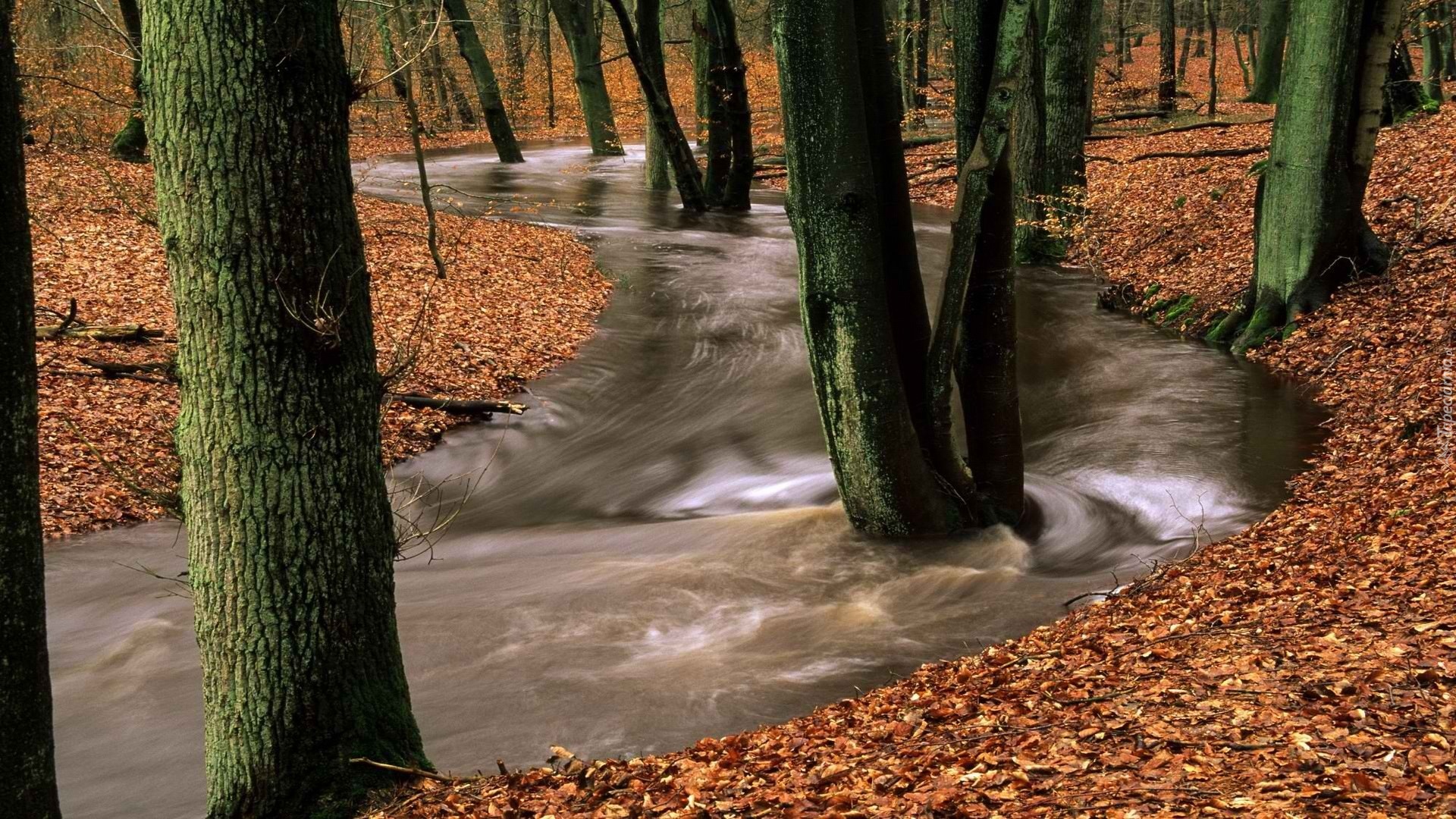 Rwąca, Rzeka, Las, Liście