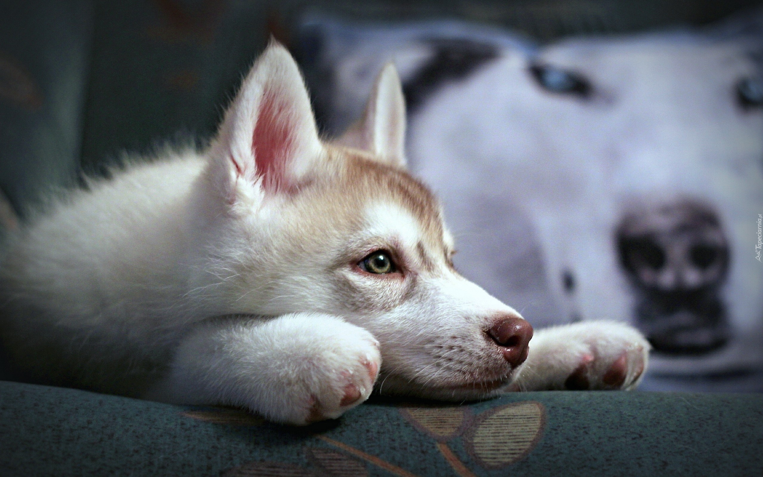 Młody, Siberian Husky