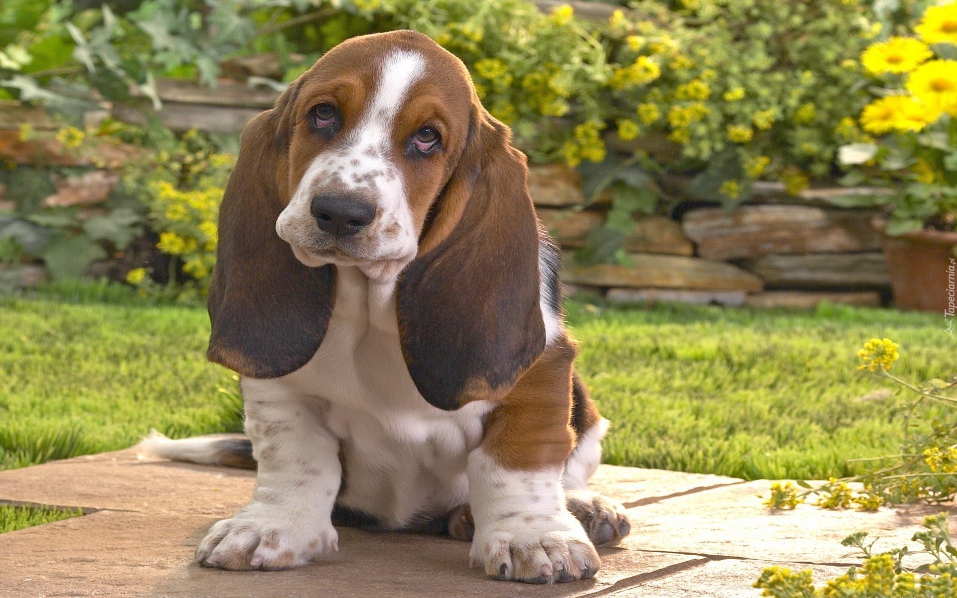 Basset Hound, Ogród