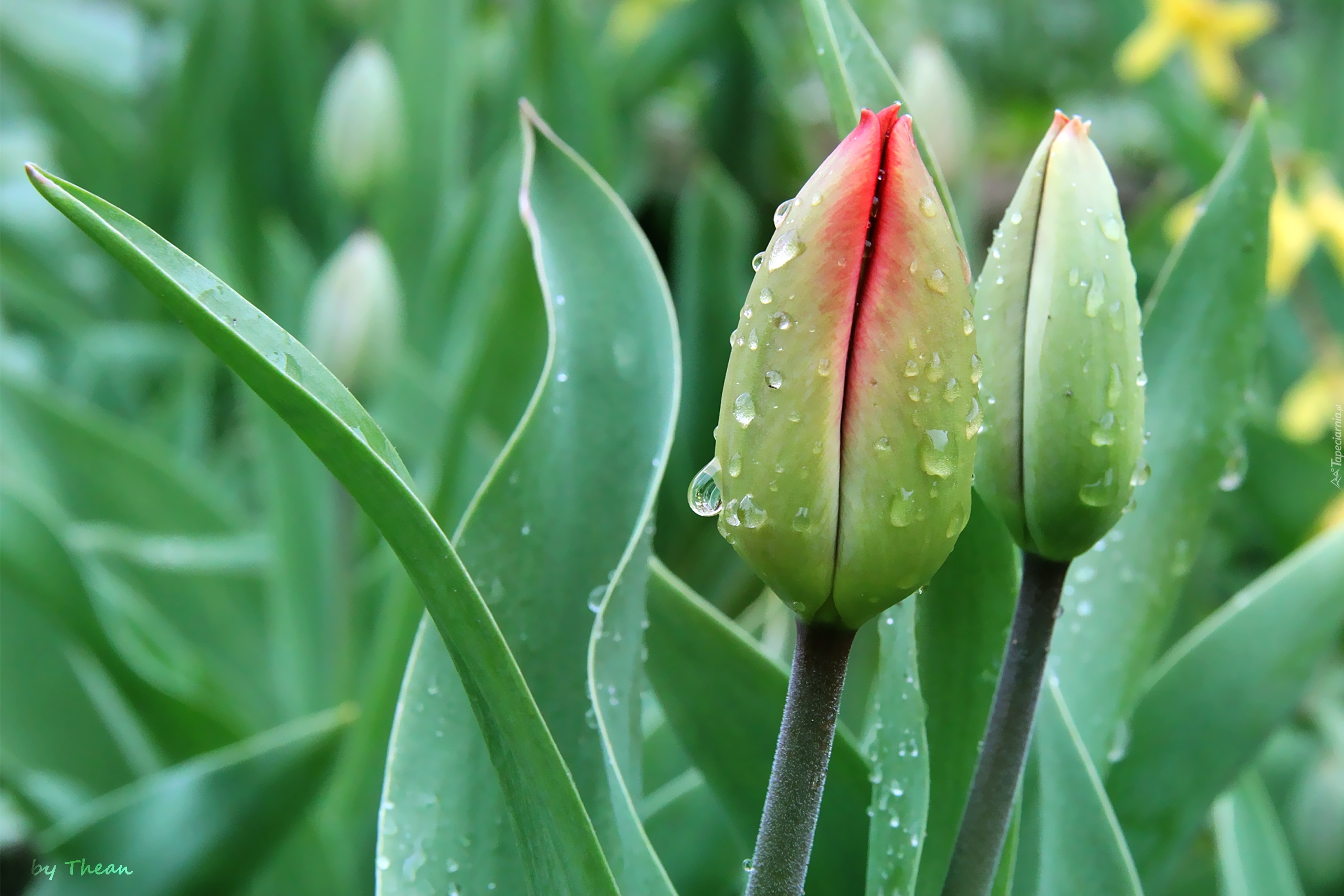 Tulipany, Pączki