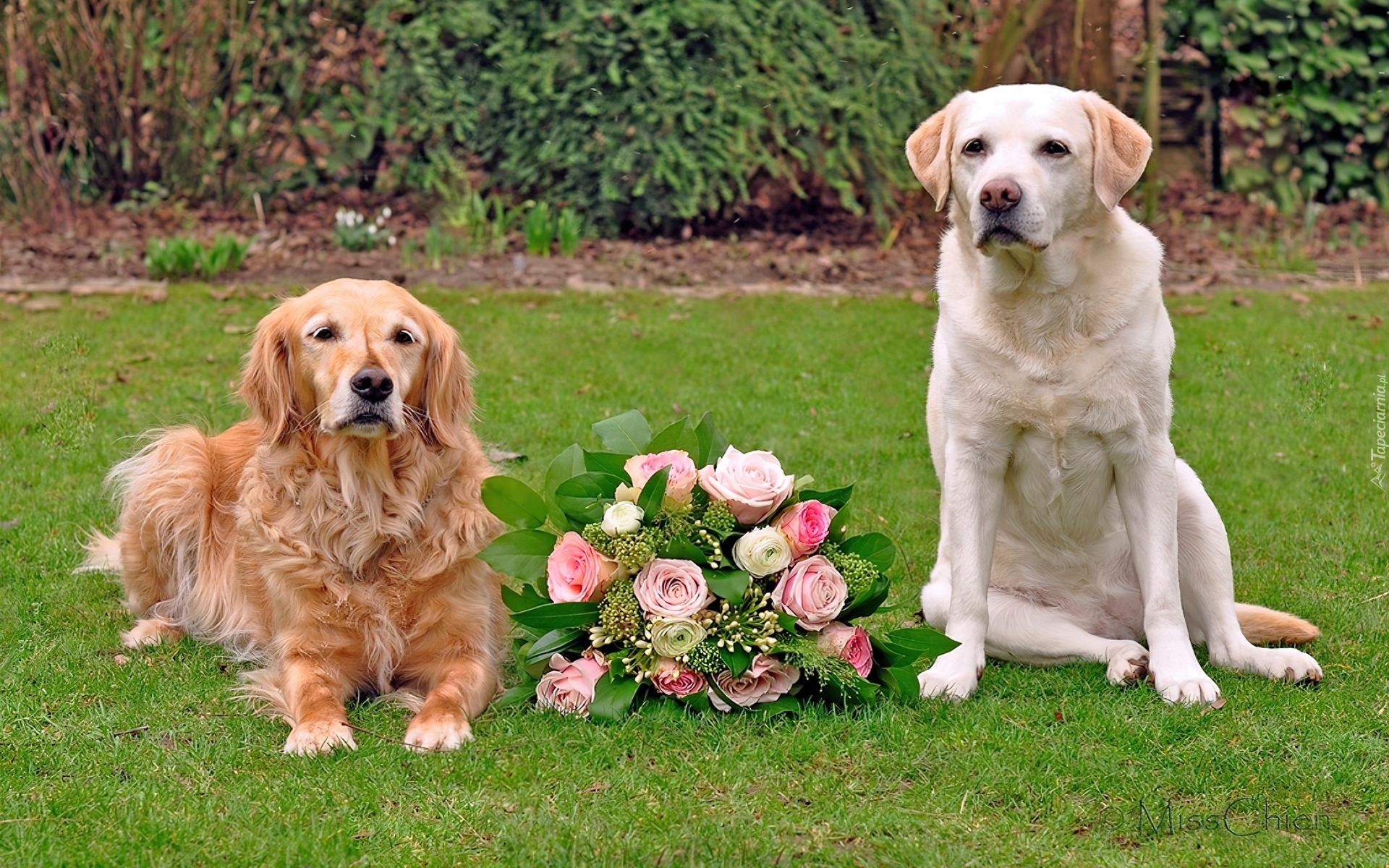 Dwa, Psy, Golden retriever, Labrador retriever, Bukiet, Róż