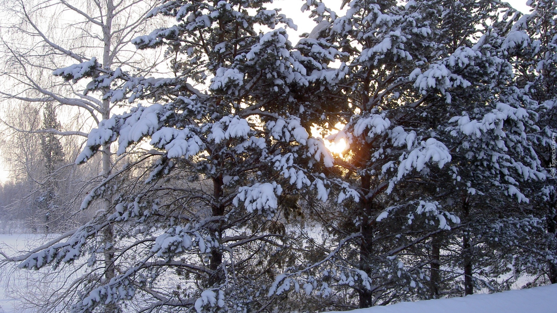Słońce, Śnieg, Drzewa, Las, Iglasty, Zaspy