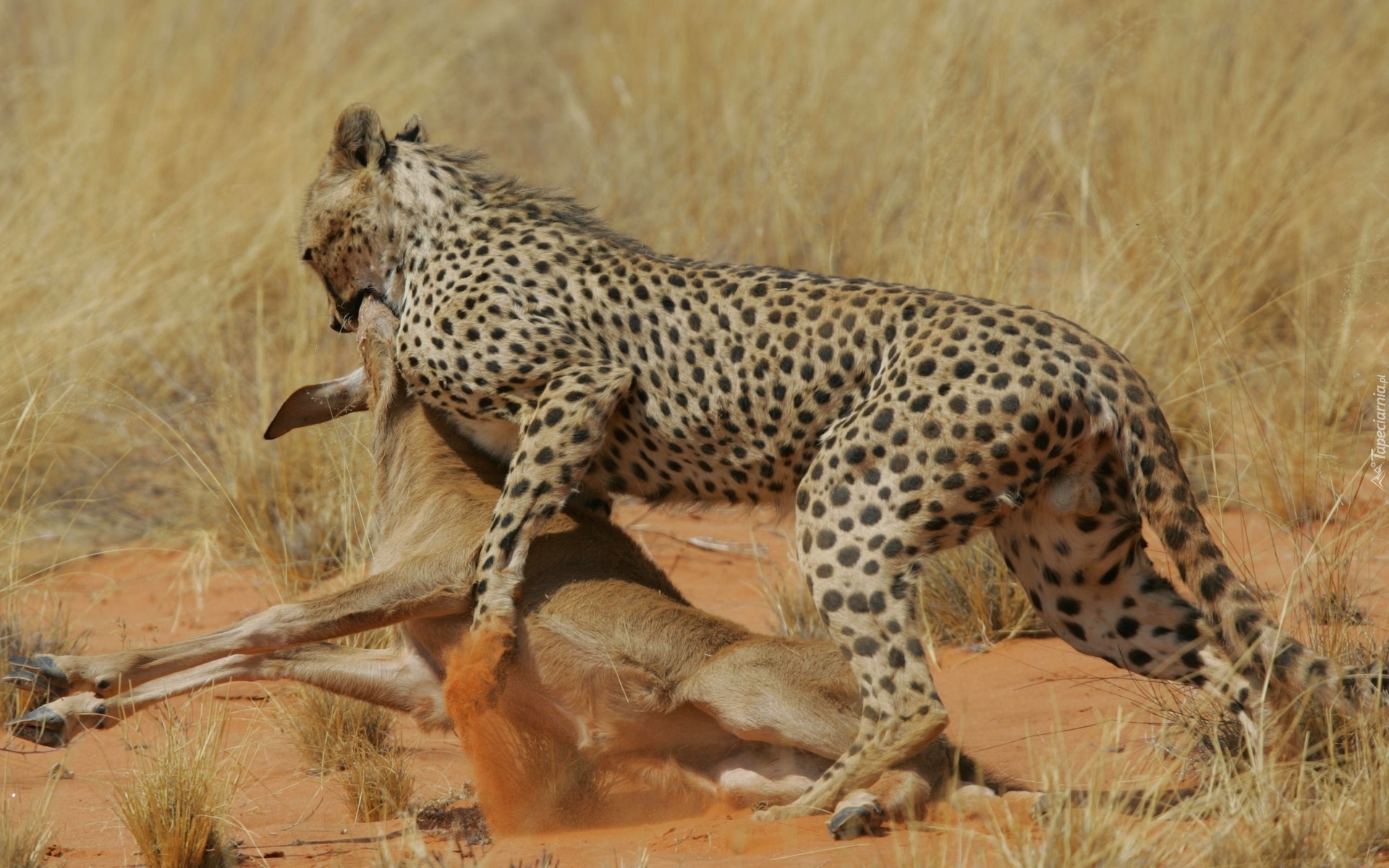 Atakujący, Gepard, Antylopa, Polowanie