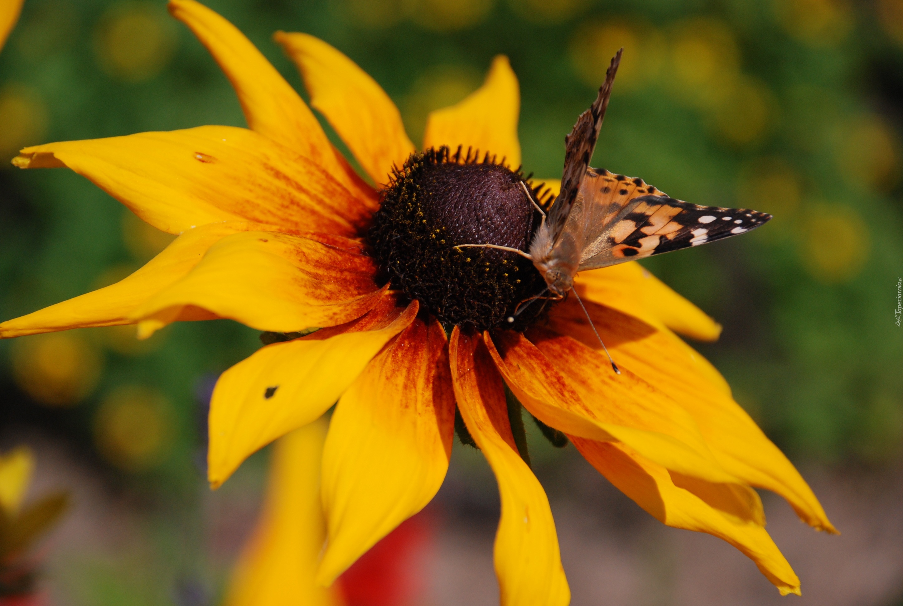 Rudbekia, Dwubarwna, Motyl, Rusałka, Osetnik