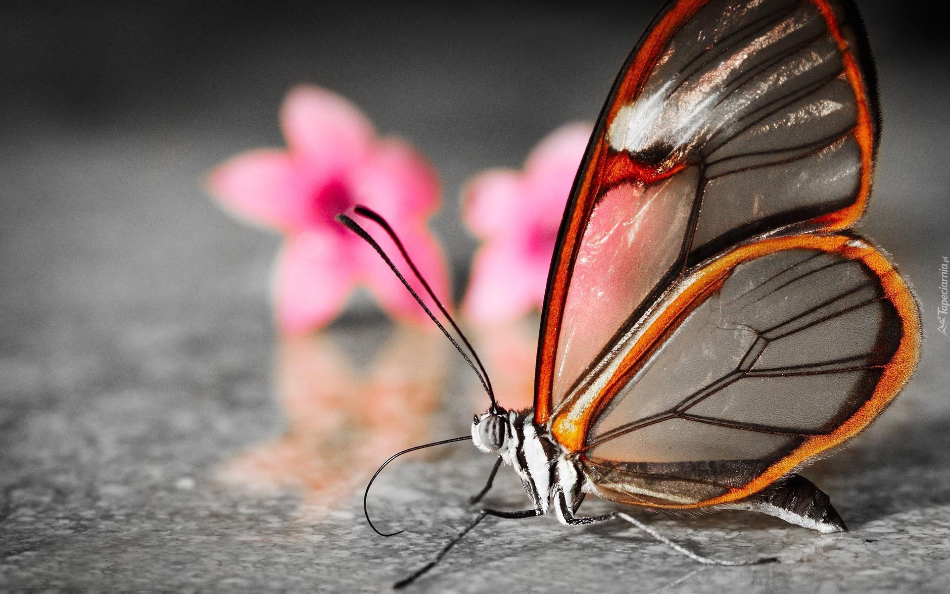 Motyl, Greta Oto, Kwiaty, Podłoga