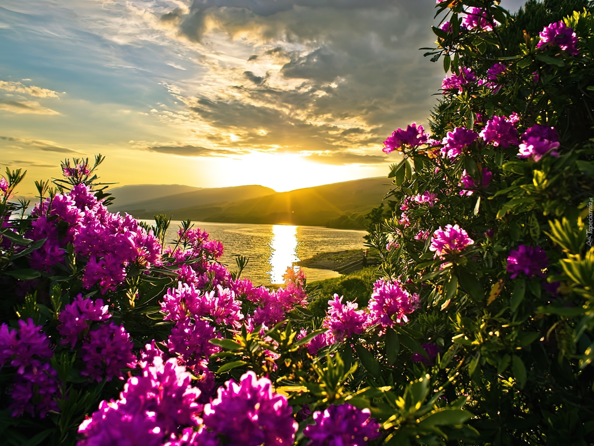 Jezioro, Kwiaty, Rododendron