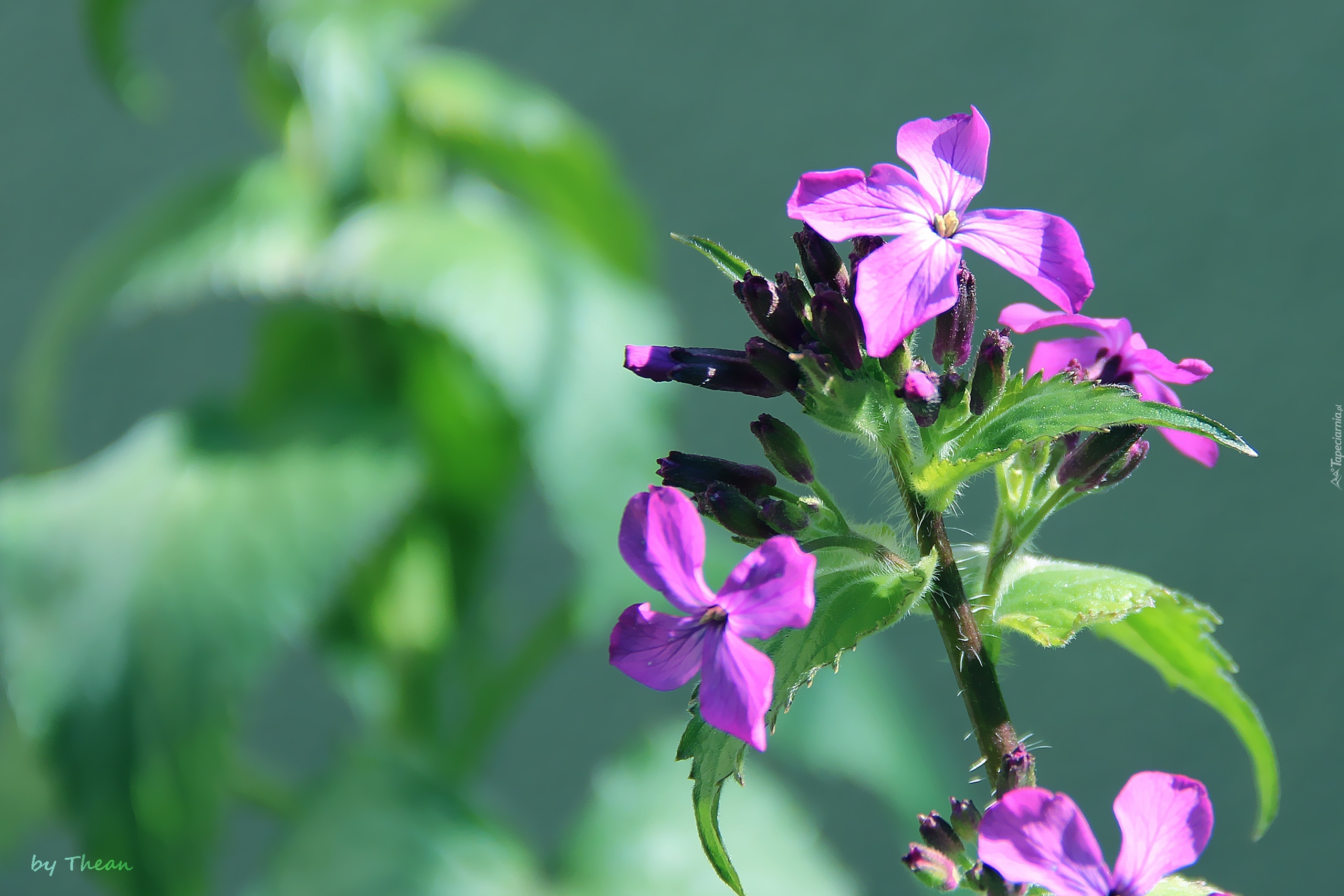 Fioletowy, Kwiatuszek, Lunaria