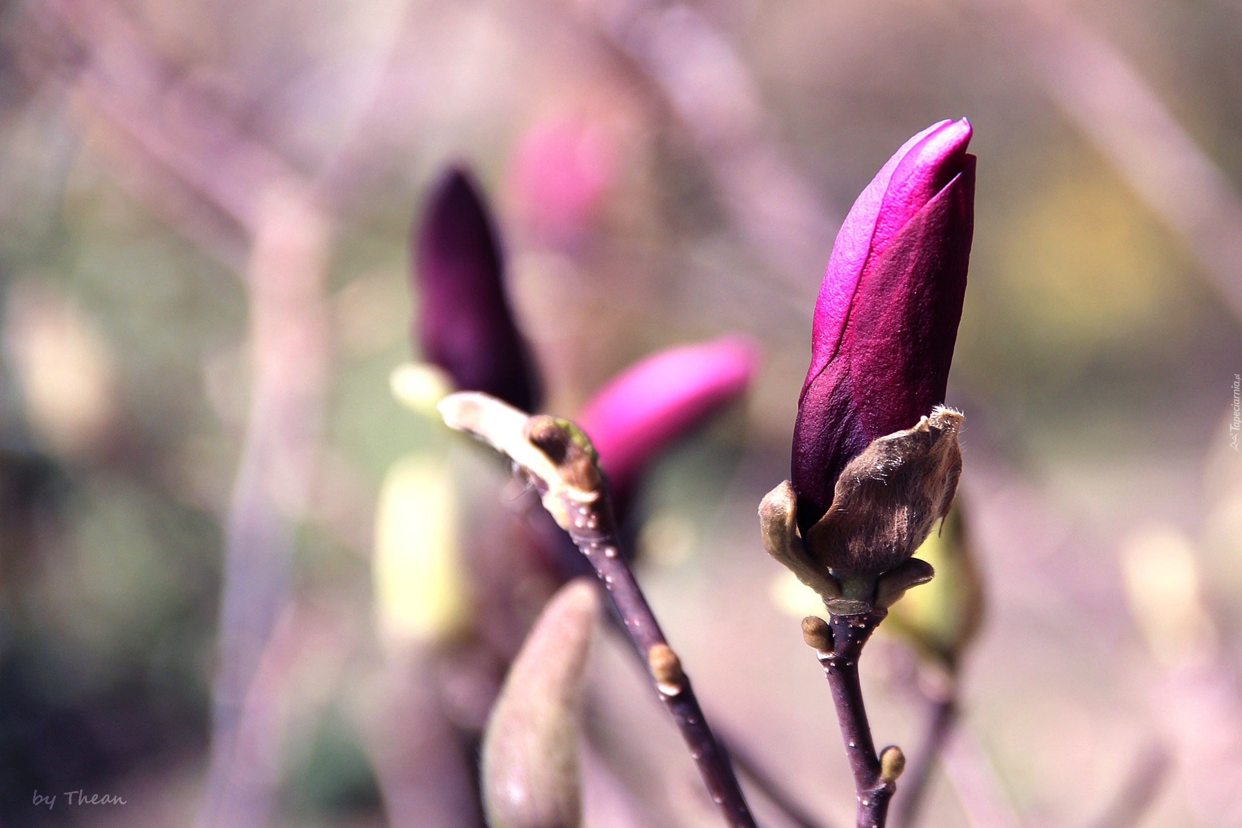 Fioletowa, Magnolia