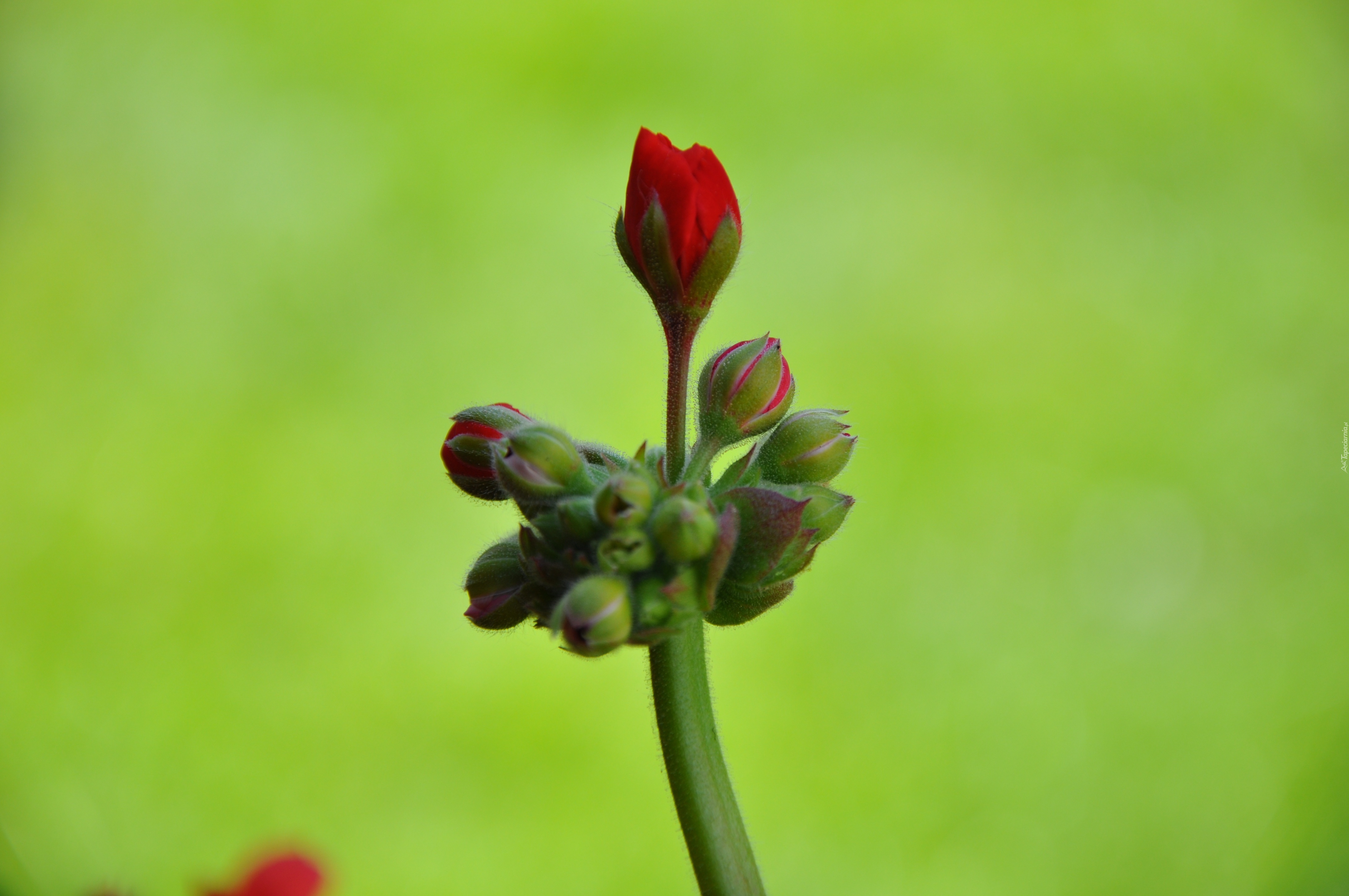 Pąk, Pelargonia