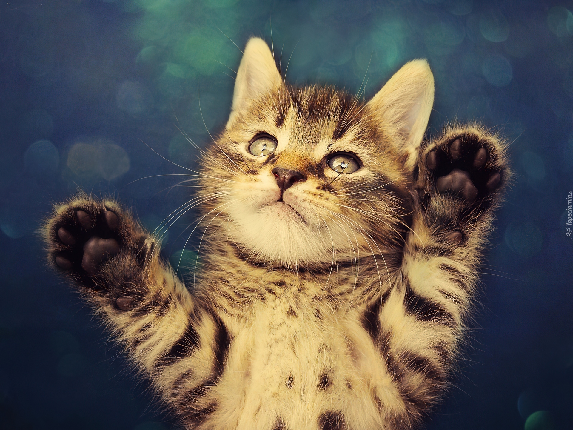 Кошка машет лапой. Котики. Милый кот. Котик машет рукой.