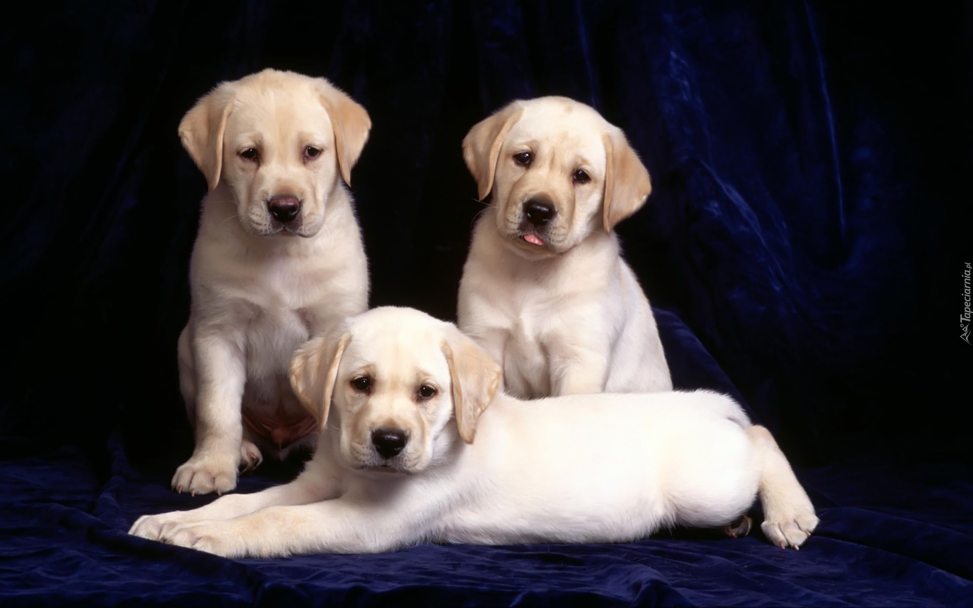 Trzy, Labradory, Retrievery