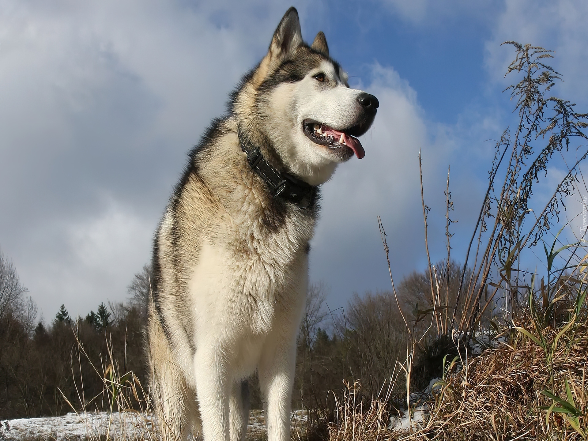 Alaskan Malamute, Drzewa, Trawa