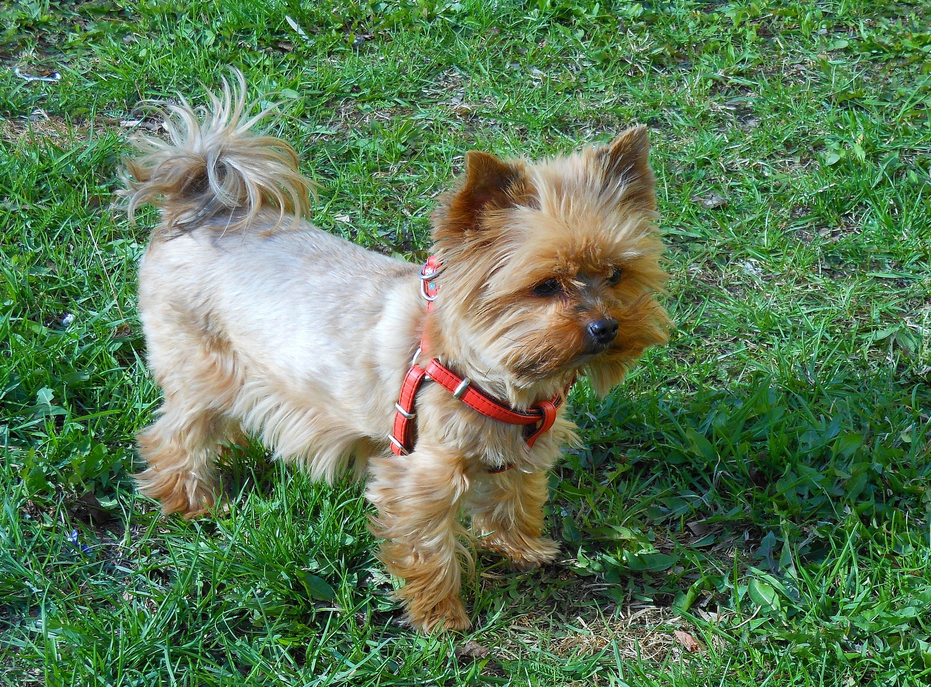 Yorkshire Terrier,
