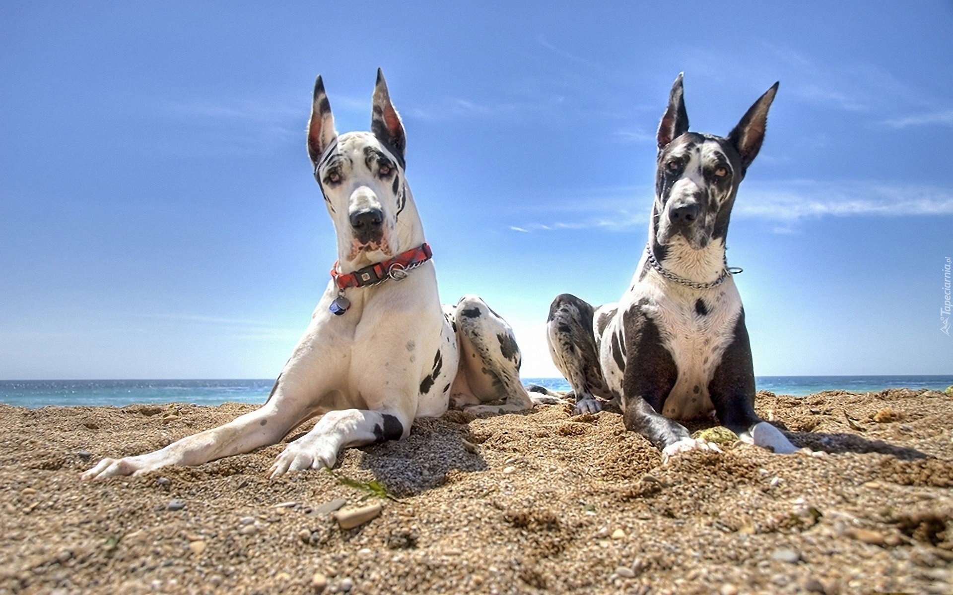 Niebo, Plaża, Dwa, Dogi