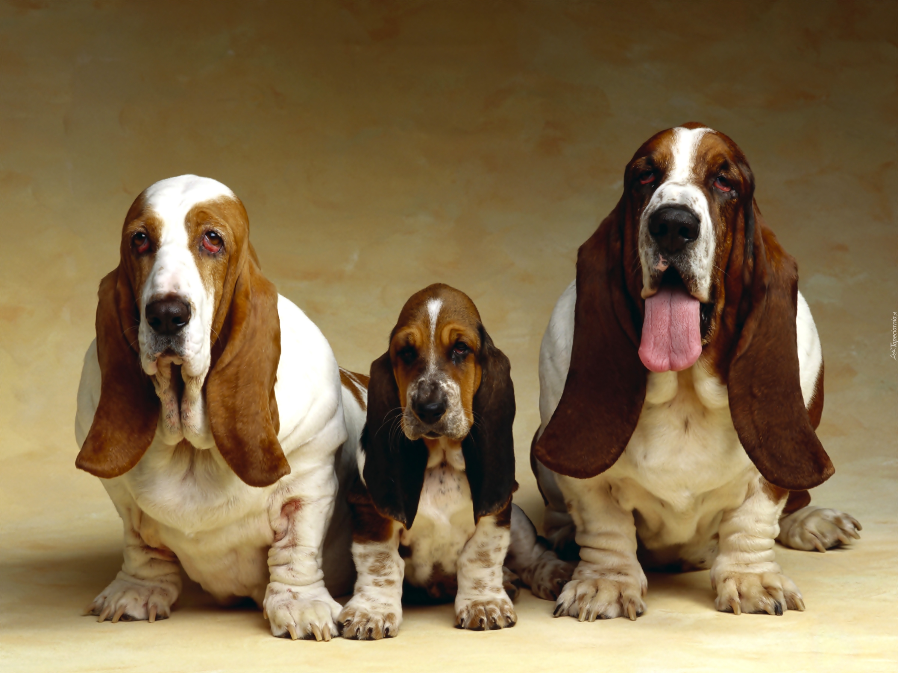 Psia, Rodzinka, Basset Hound