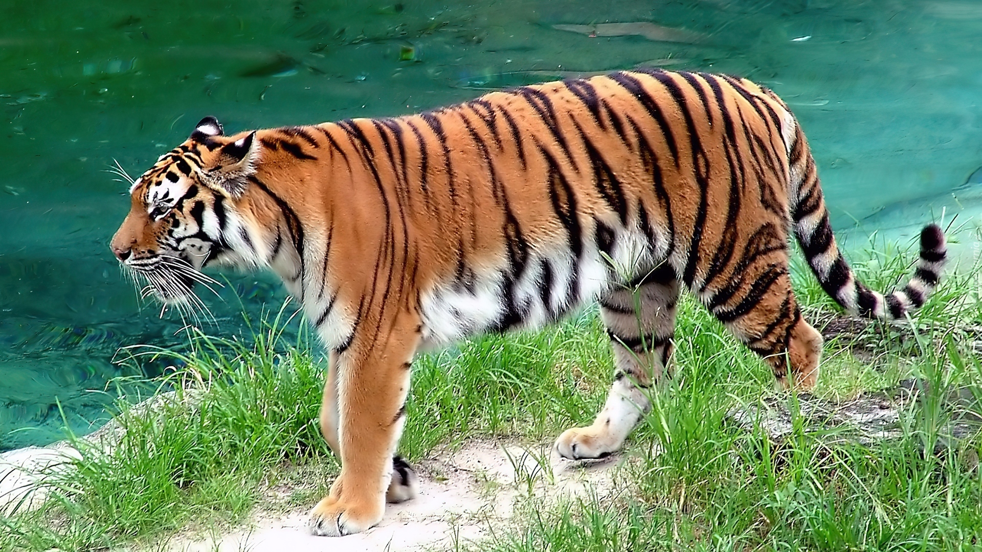 Про красного тигра. Амурский тигр. Амурский тигр красная. Амурский тигр красная книга. Амурский тигр краснокнижник.