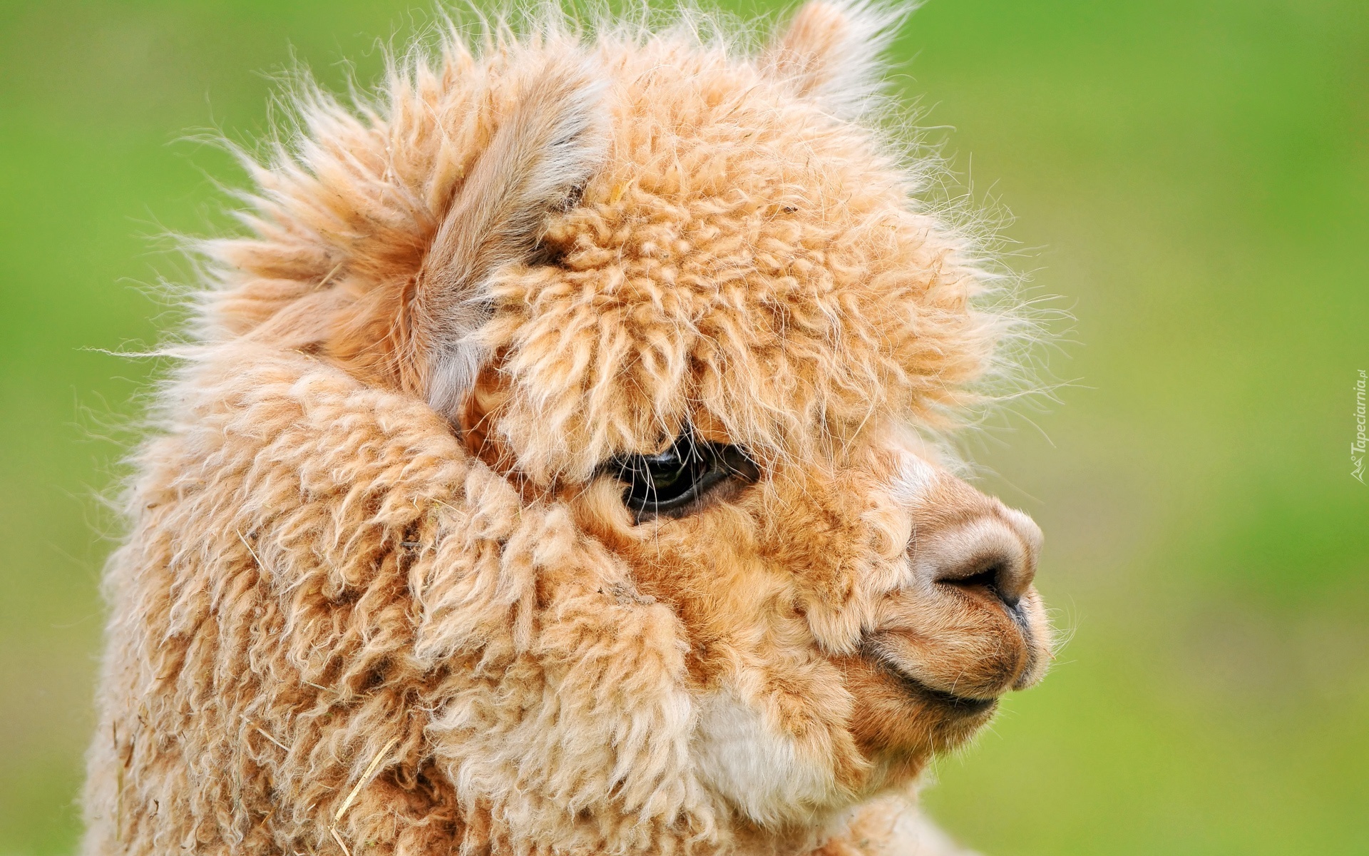 Alpaca