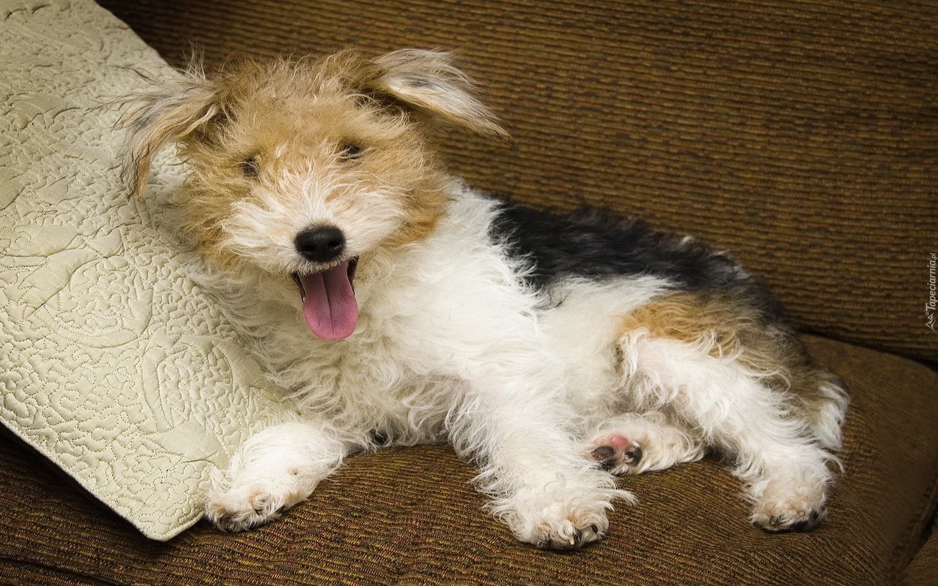 Łaciaty, Kudłaty, Terrier, Poduszeczka