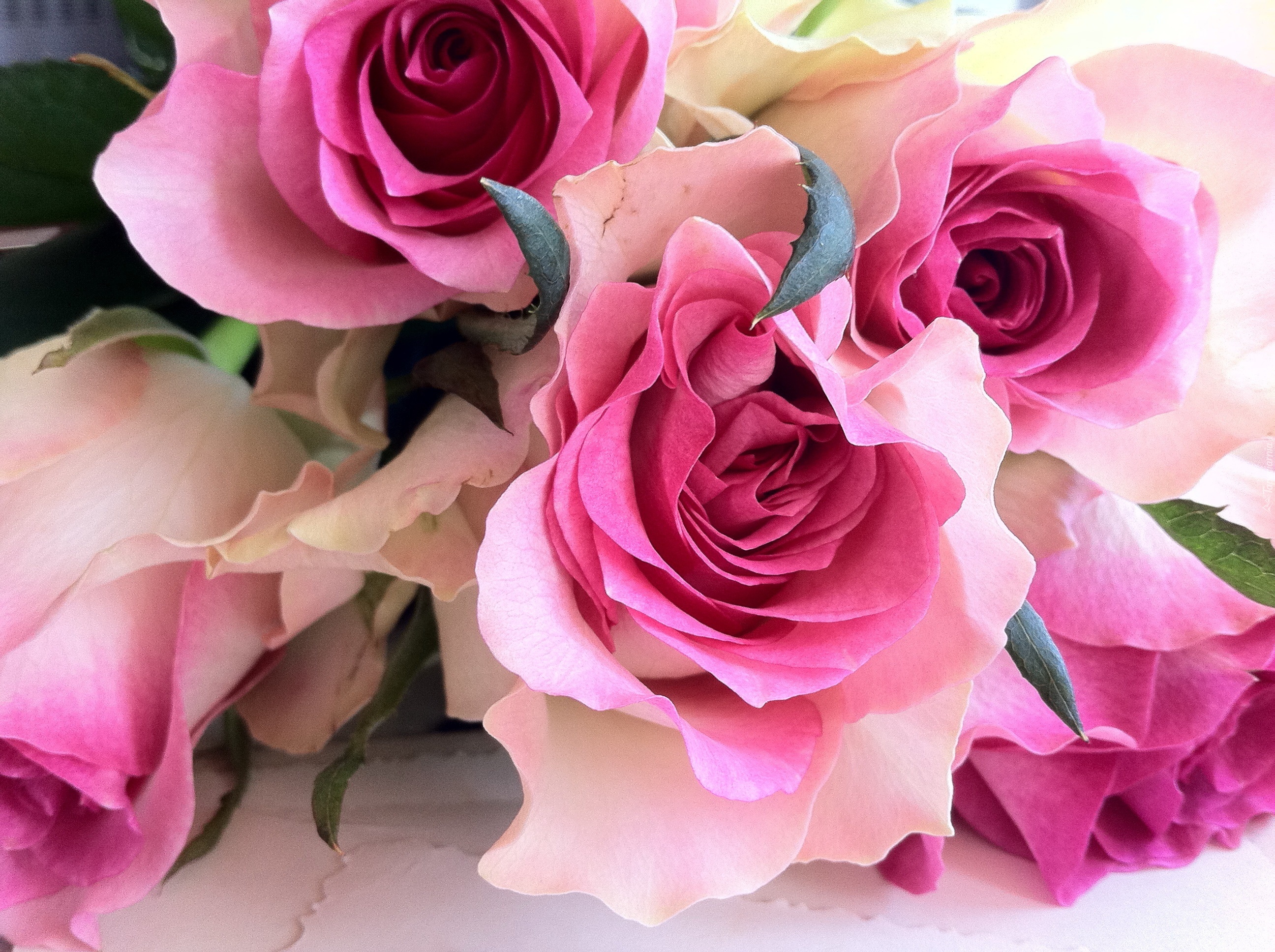 Красивые цветы крупным планом. Шикарные цветы. Розовые цветы.