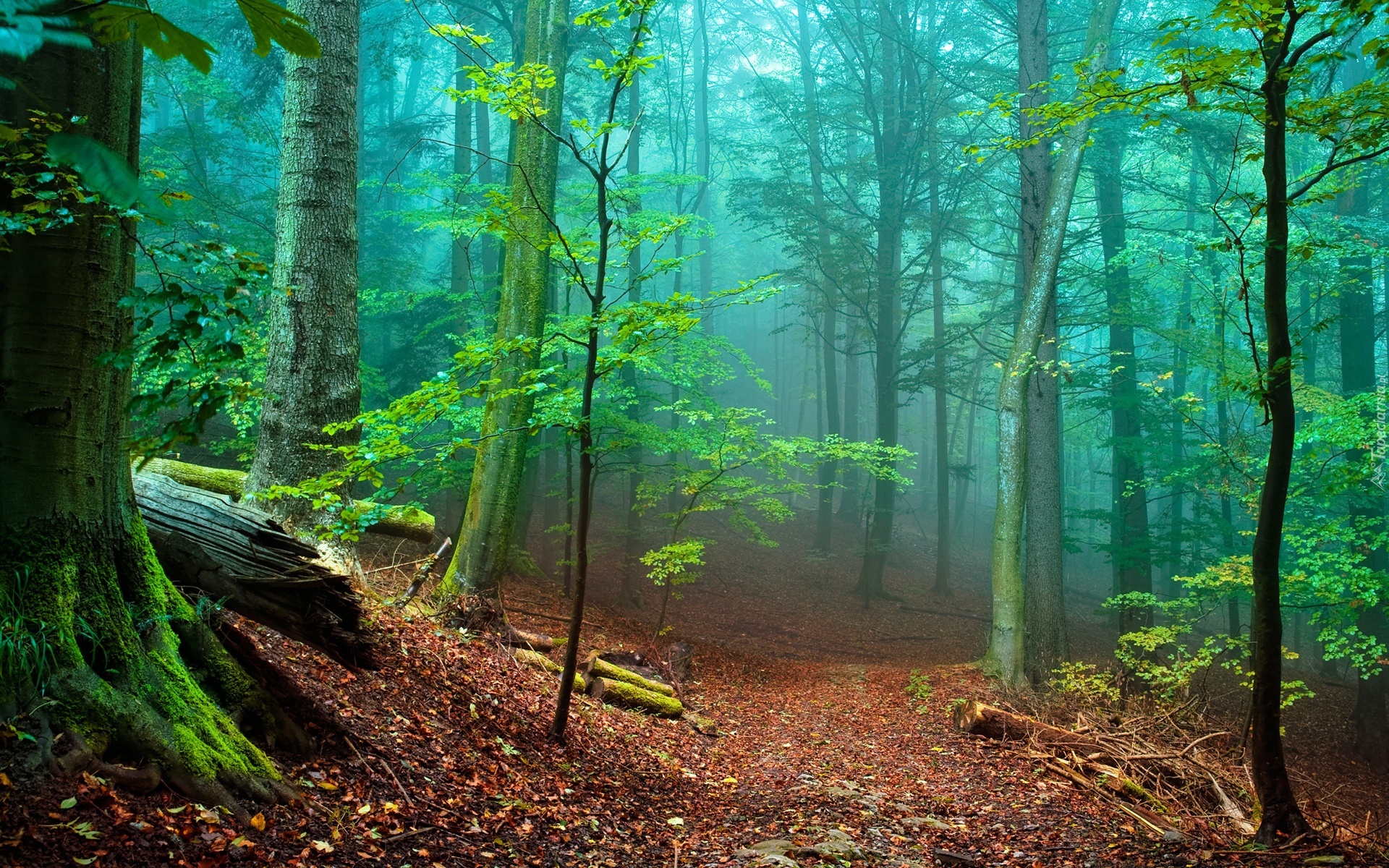 Las, Drzewa, Ścieżka