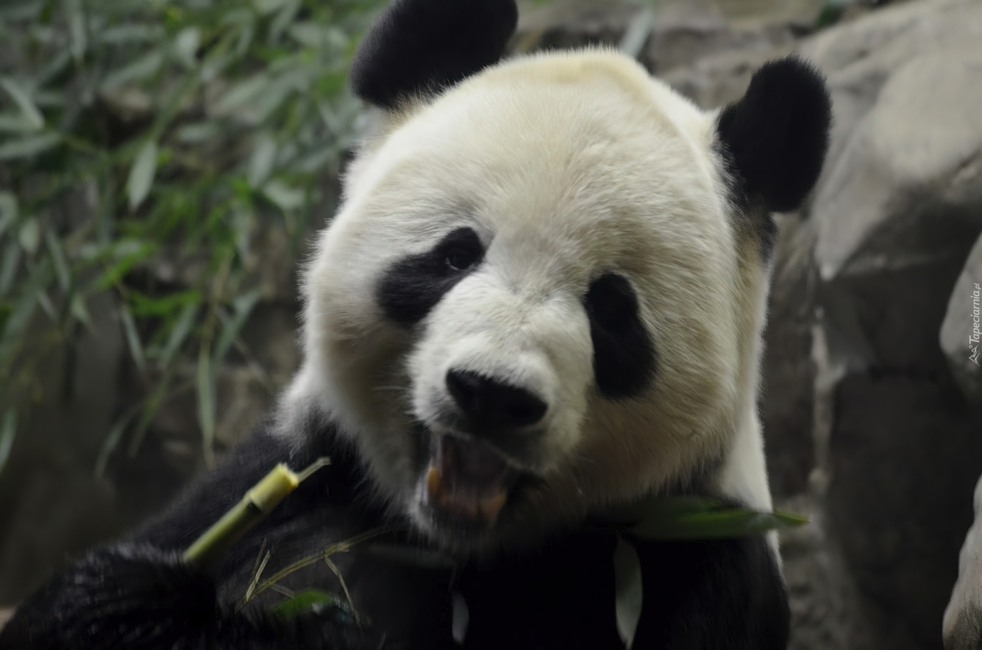 Miś, Panda