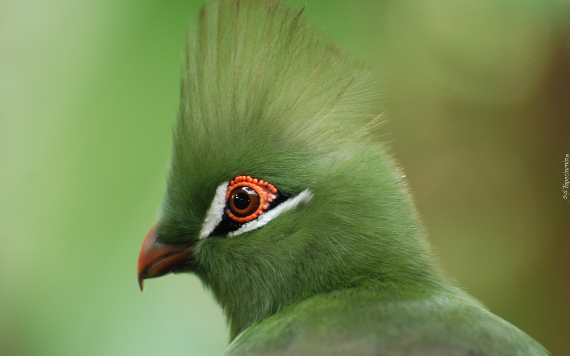 Zielony, Turaco
