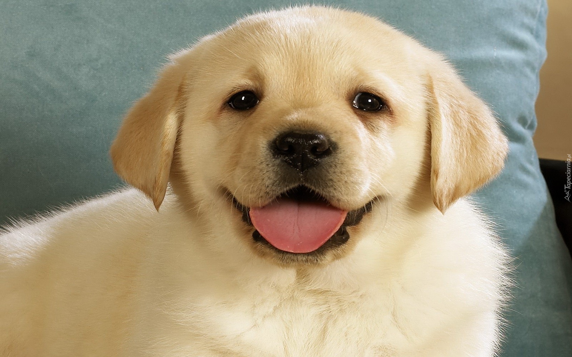 Szczeniak, Labrador, Retriever