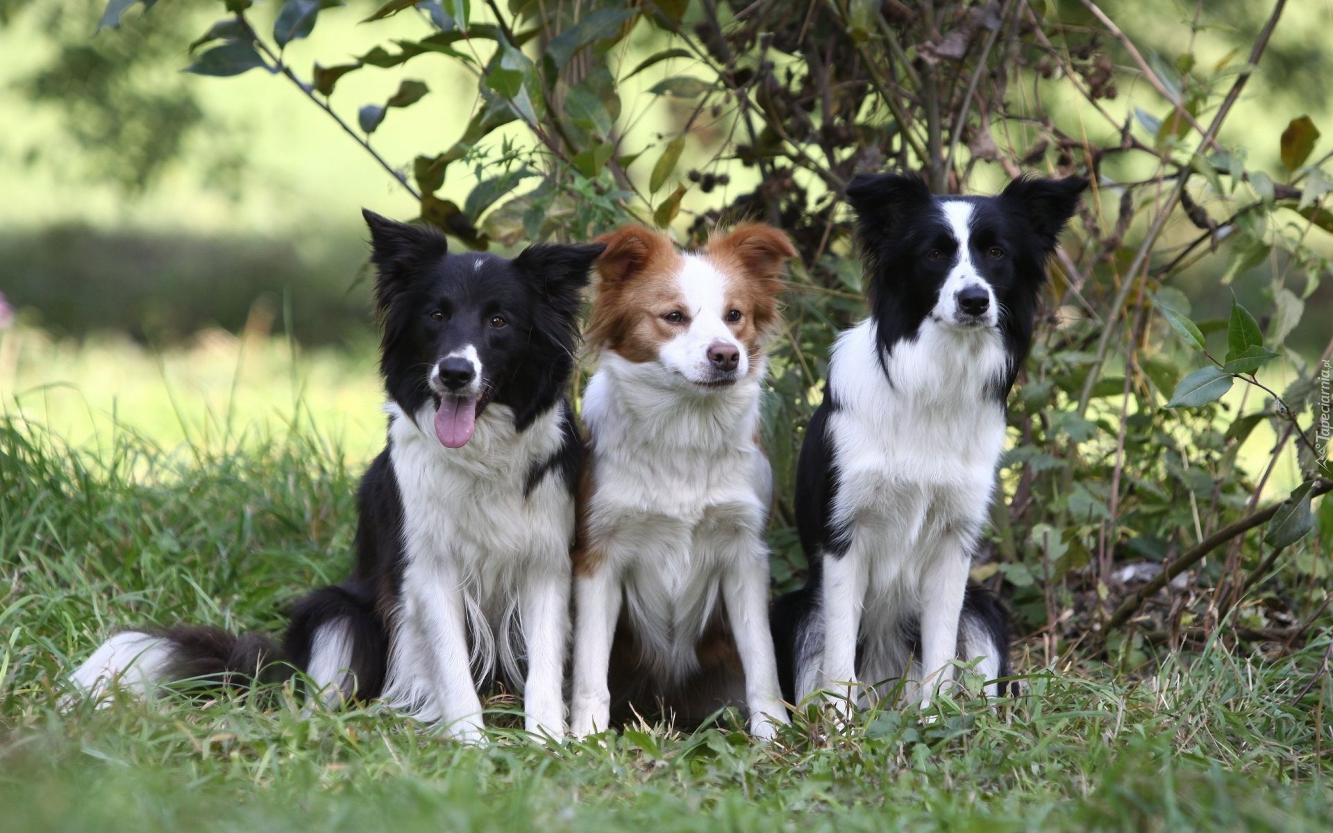 Border Collie, Zieleń