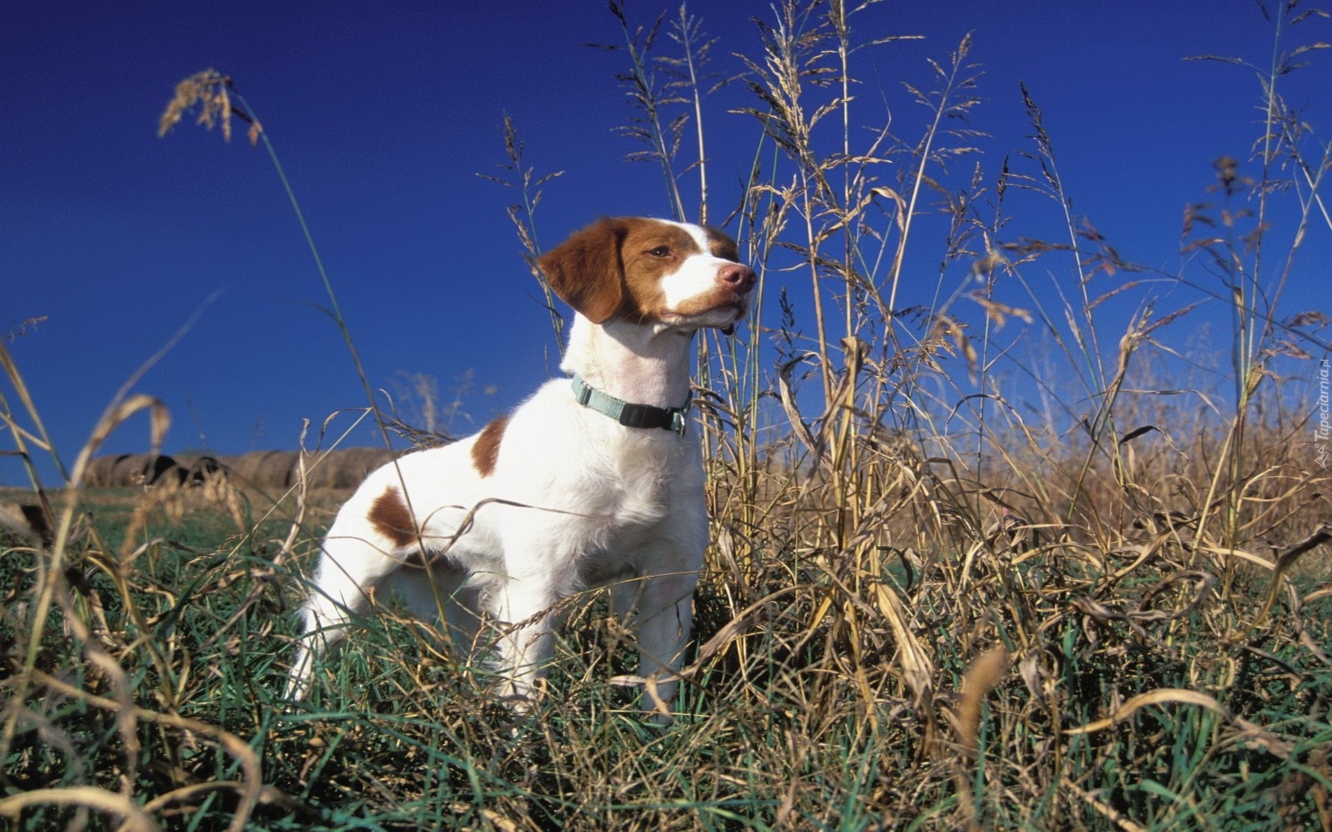 Brittani Spaniel, Łąka