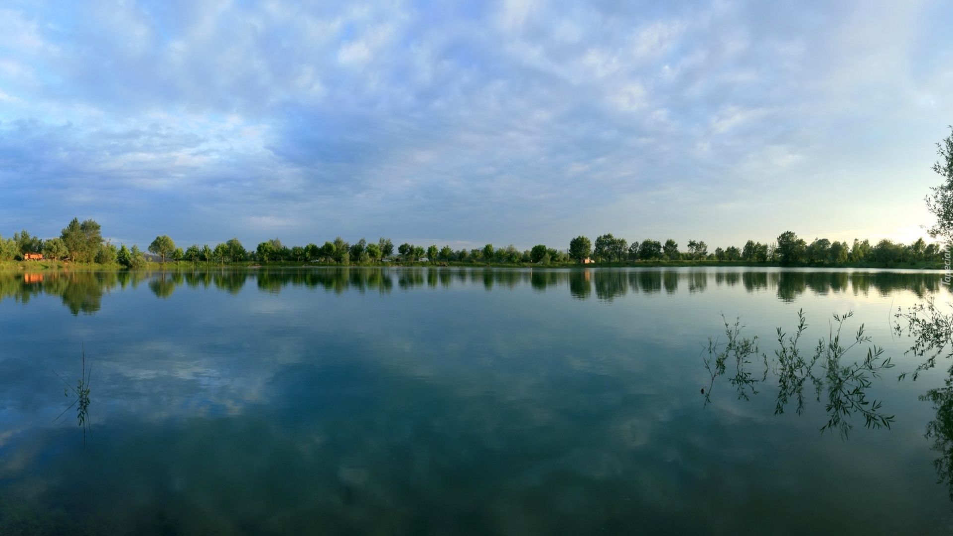 Jezioro, Las, Drzewa, Rośliny