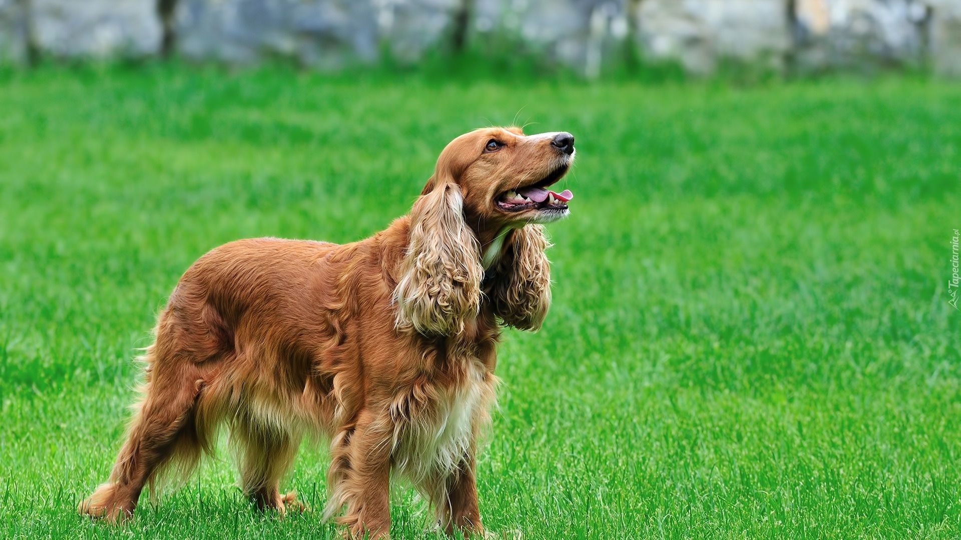 Spaniel, Trawa