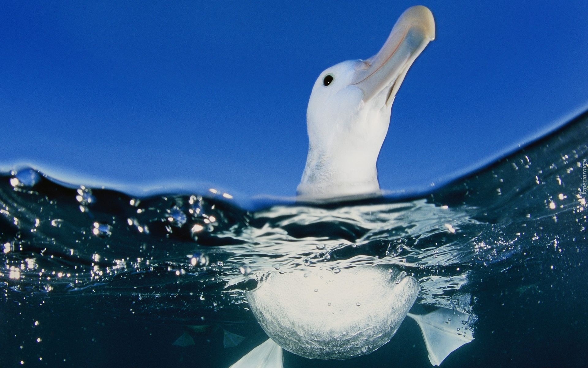 Błękitne, Niebo, Woda, Albatros