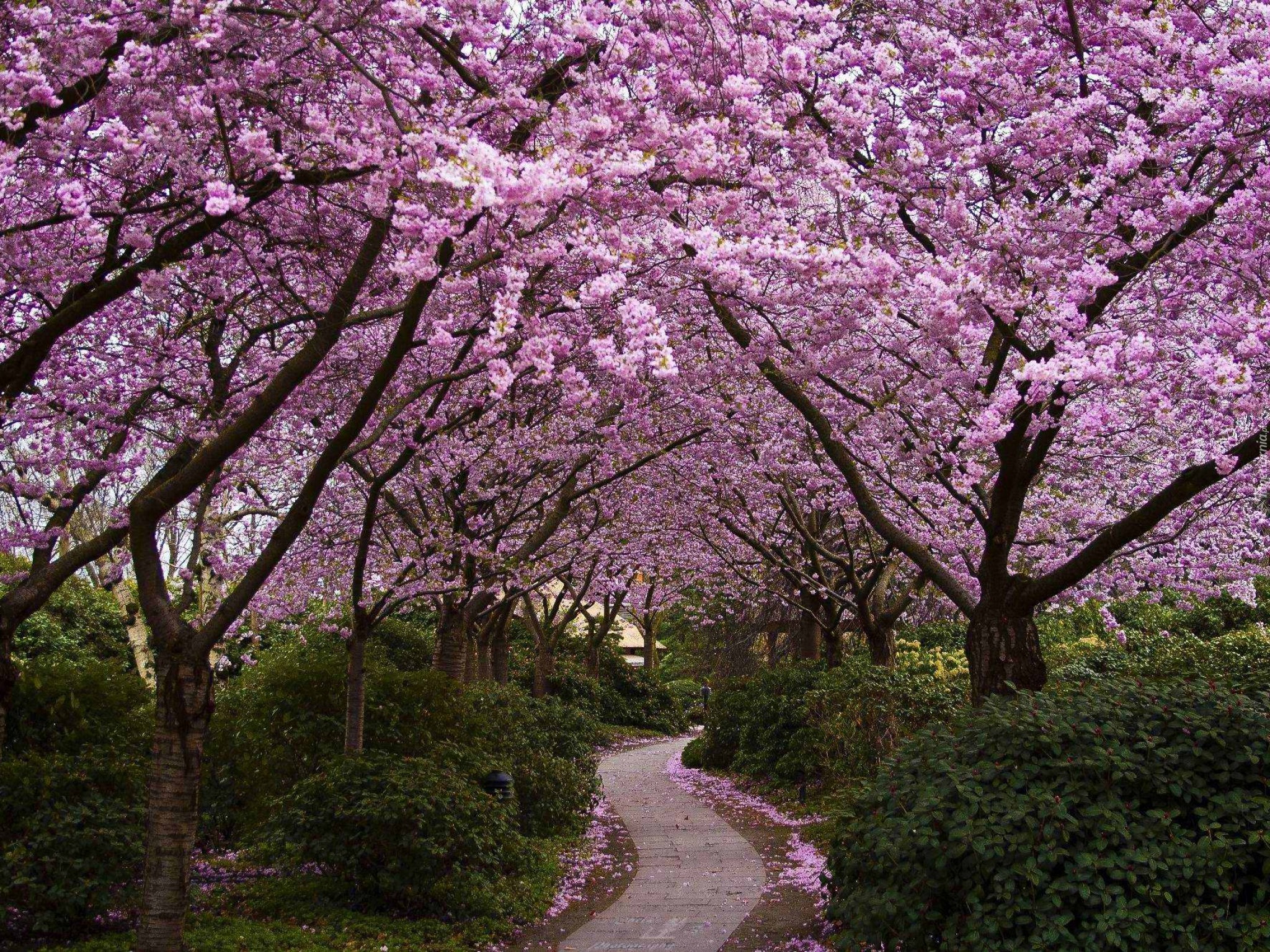 Spring main. Черри блоссом. Сакура черри блоссом дерево. Японский сад Мрия Сакура. Pink черри блоссом дерево деревья парк.